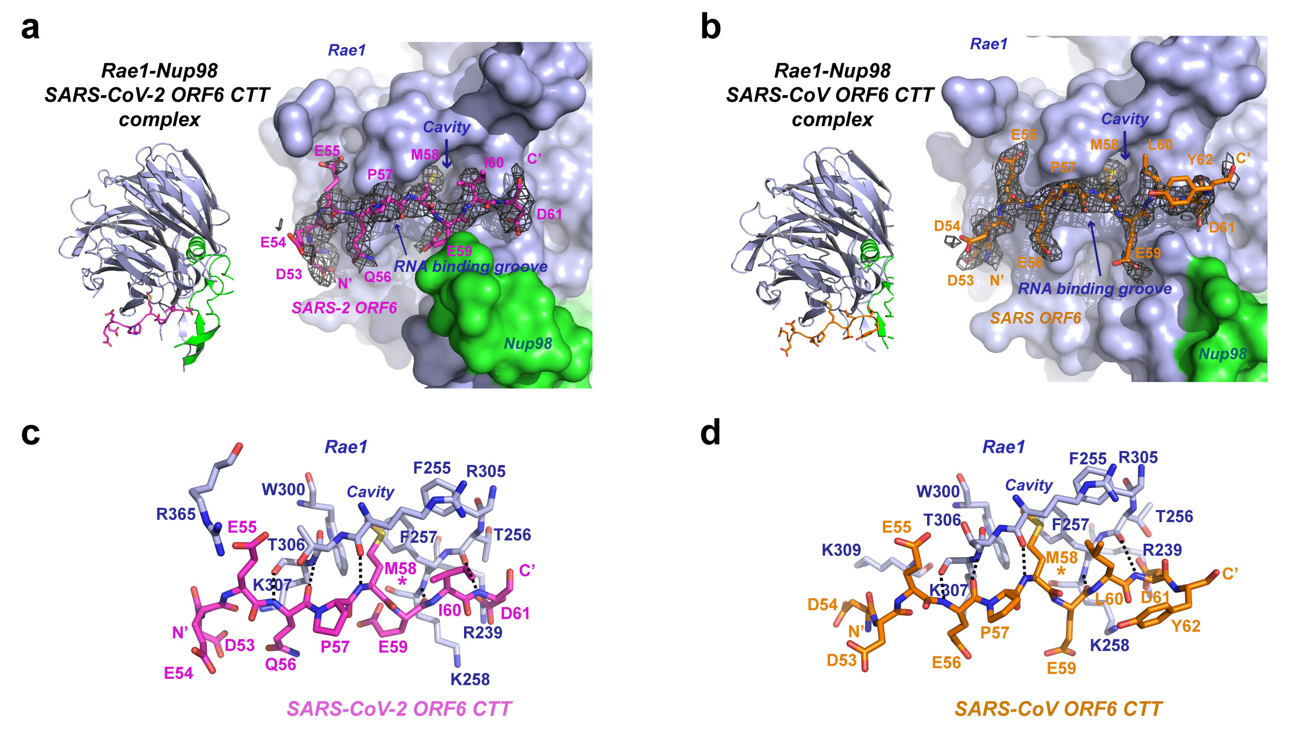 The accessory proteins of Sarbecovirus are important for their survival in cells