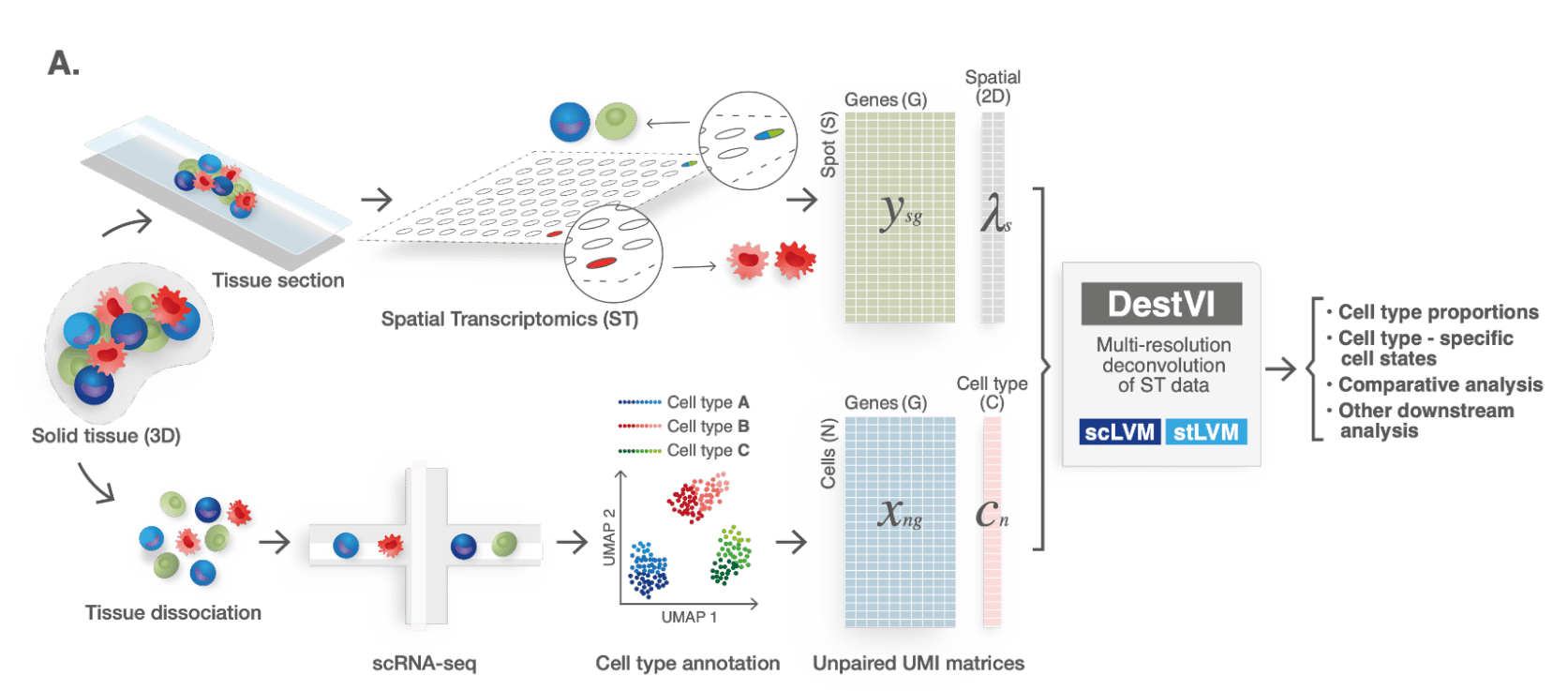 Behind the paper: DestVI identifies continuums of cell types in spatial transcriptomics data