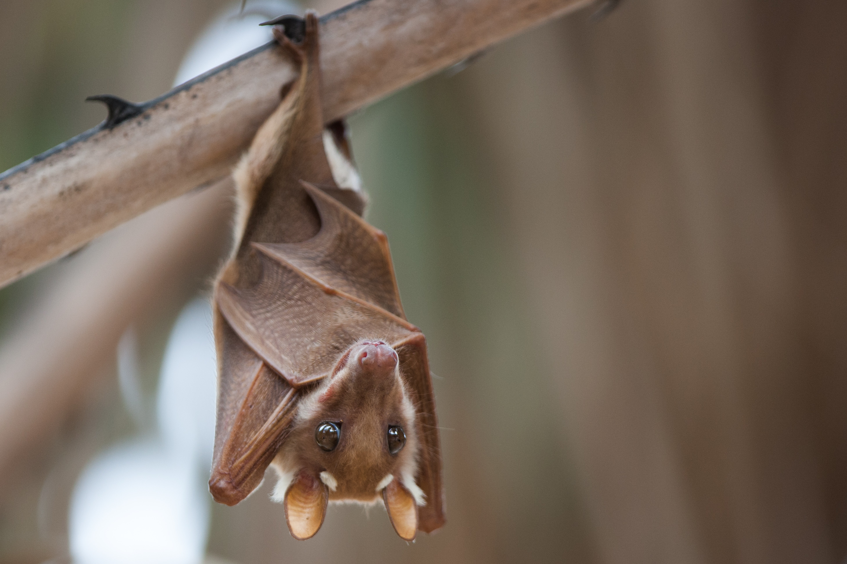 🦇 Celebrate Bat Week with BMC Biology 🦇