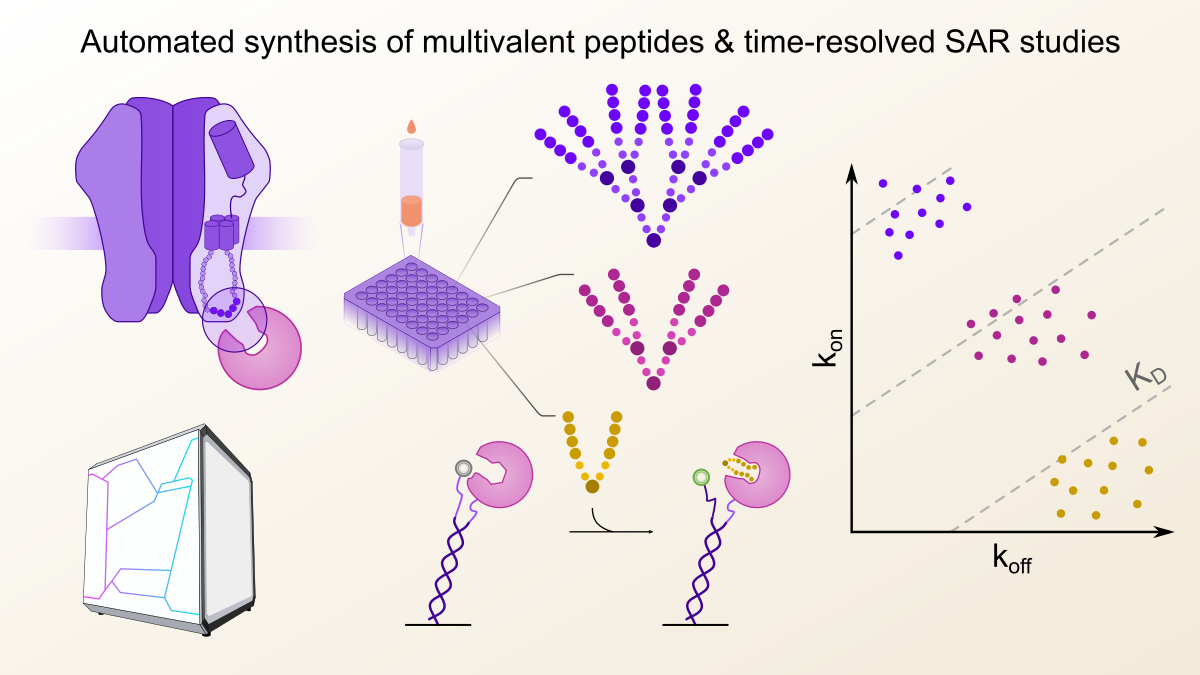 Dos & don’ts for Capturing Multivalent Peptide Interactions in Real-time