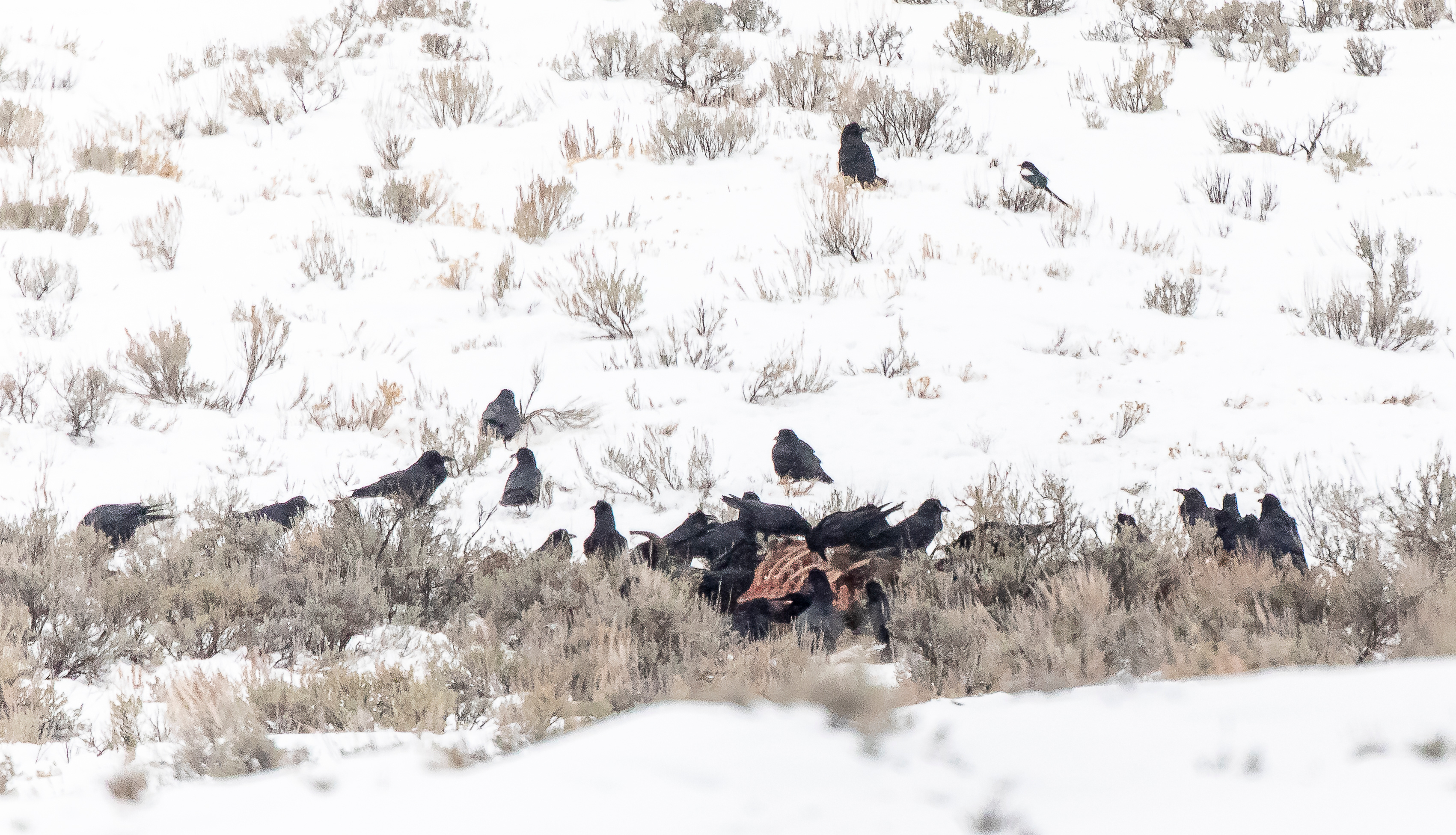 Did Upper Palaeolithic people provision food for their raven neighbours?