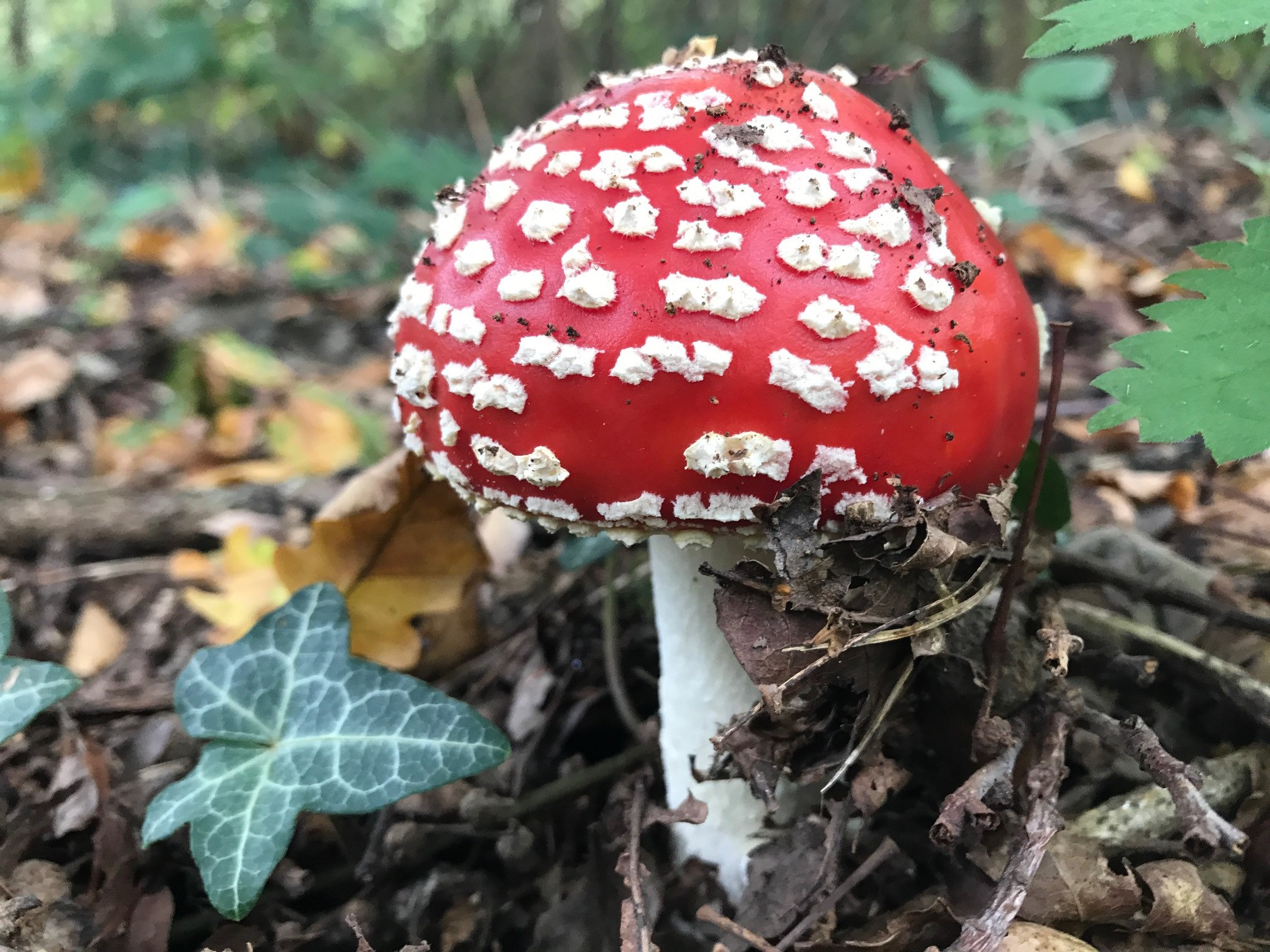 Fantastic fungi 