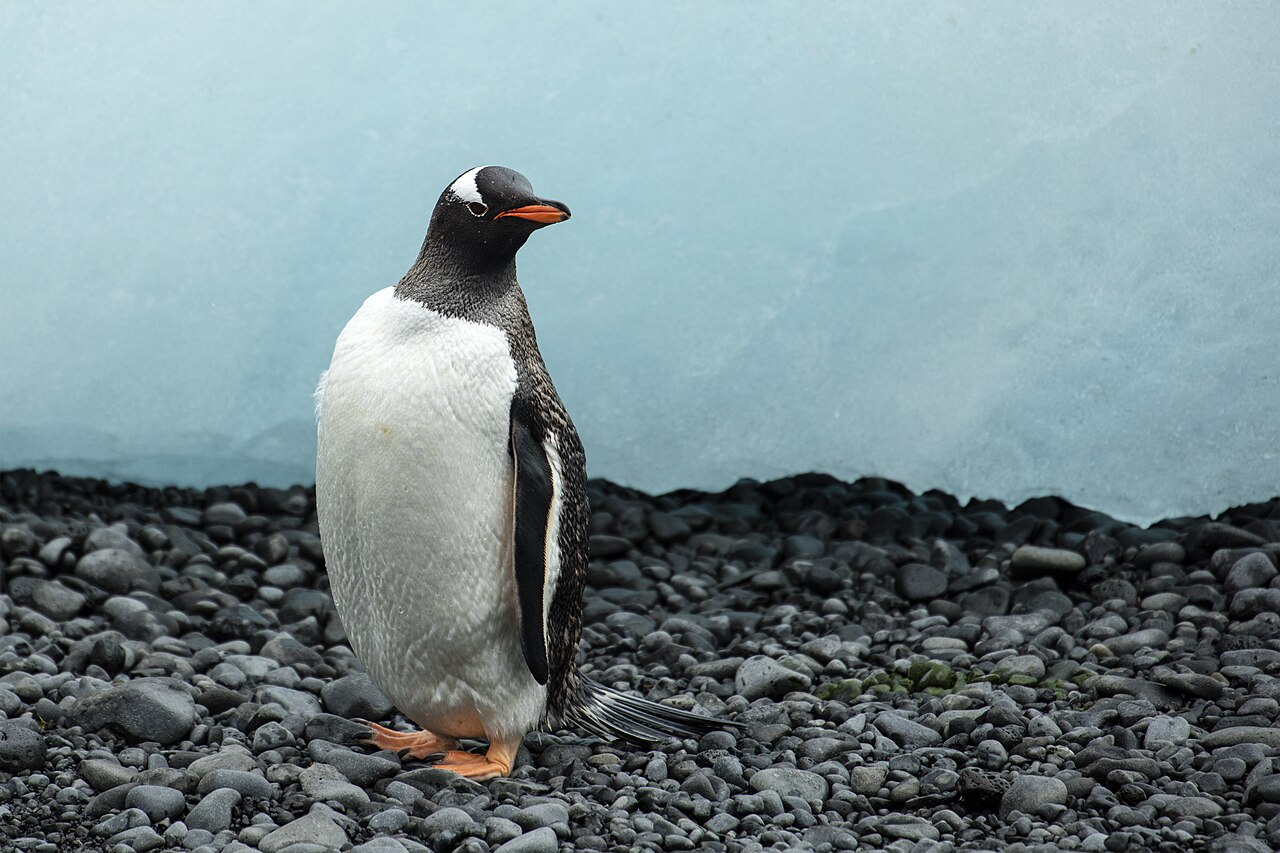 Following the Flight Paths of H5N1 into Antarctica