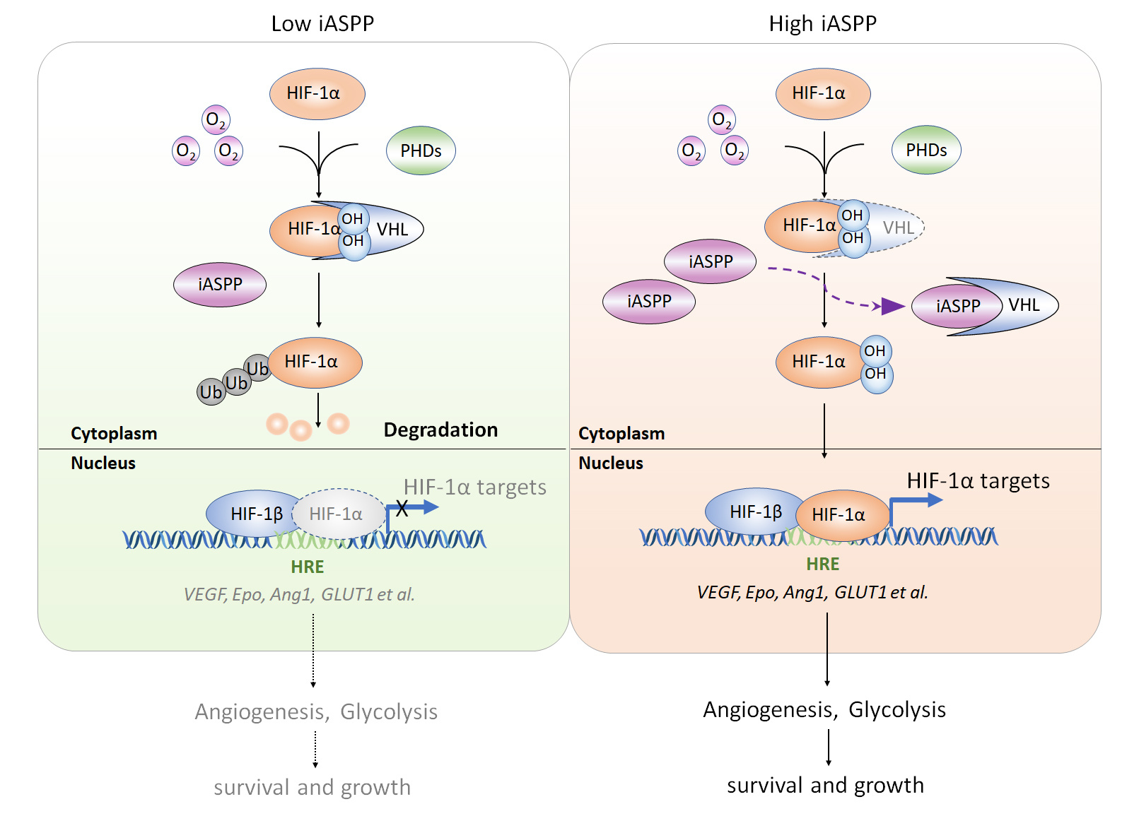 Regulation of VHL-mediated HIF-1α protein degradation under normoxia —a potential target in cancer treatment
