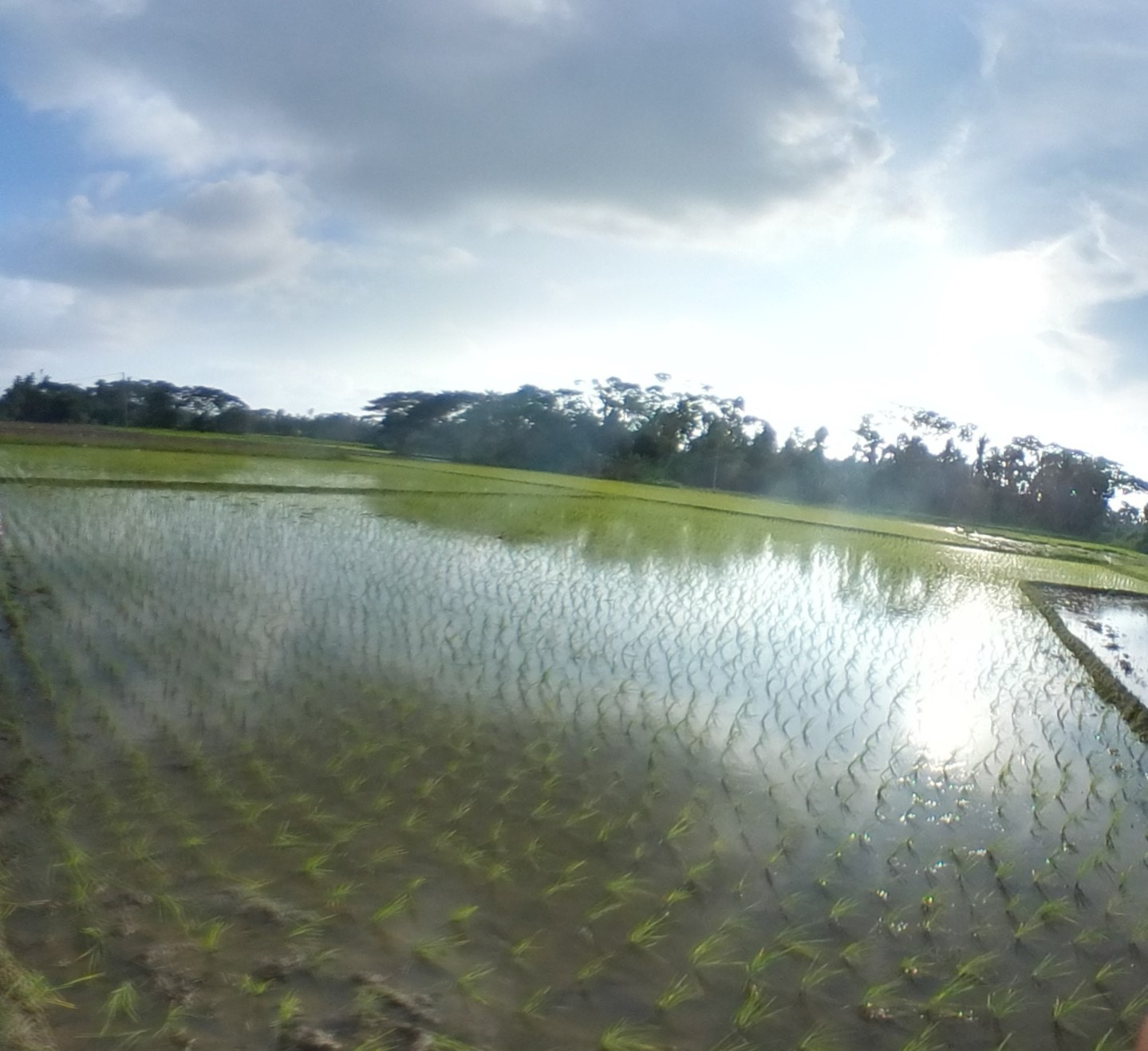Potential yield challenges to scale-up of zero budget natural farming