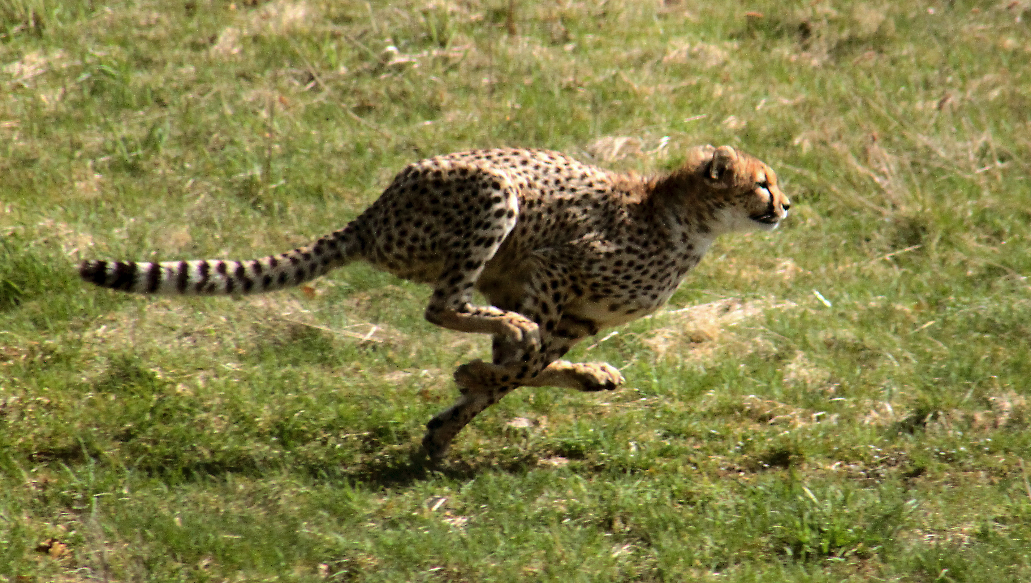 Why a cheetah is faster than an elephant… and a wolf is, too.