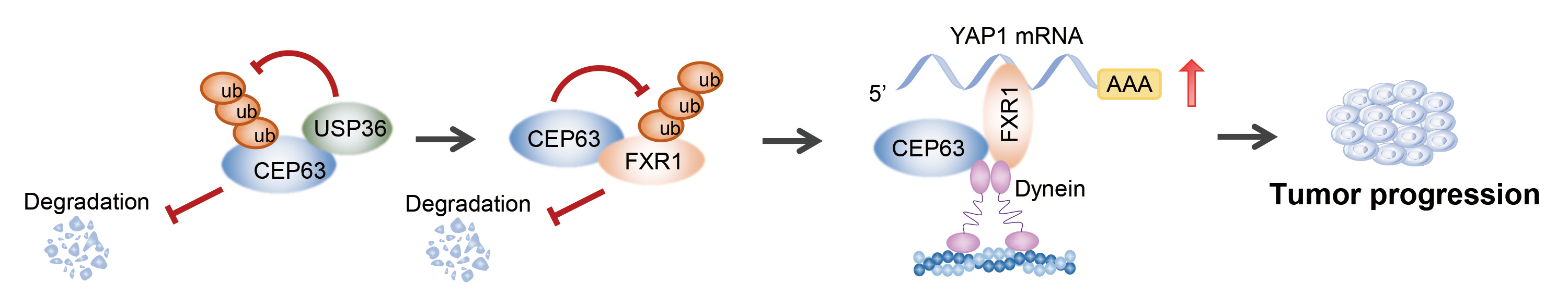 CEP63/FXR1/YAP1 axis in colorectal cancer progression