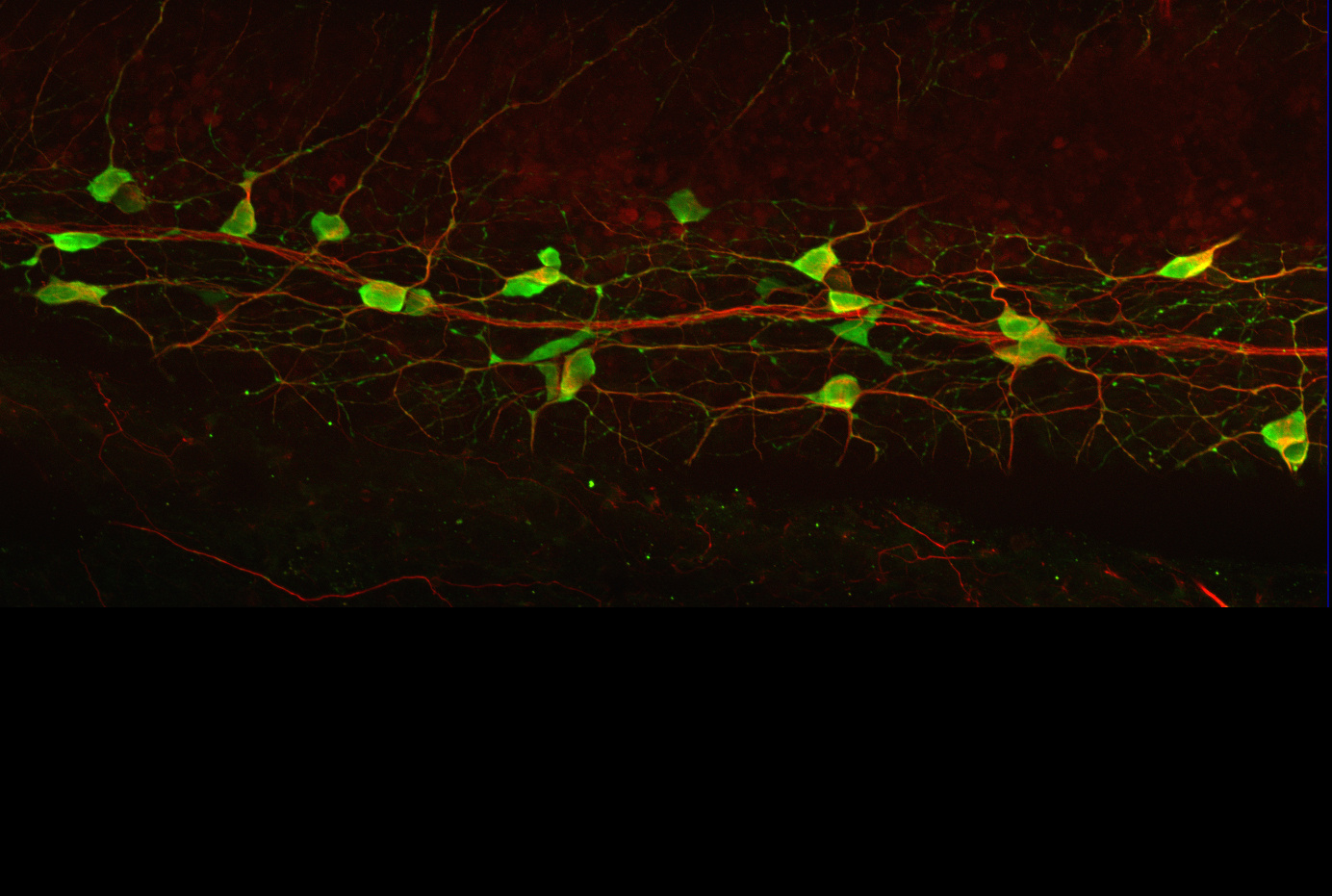 Lamprey gut neurons arise from trunk neural crest precursors