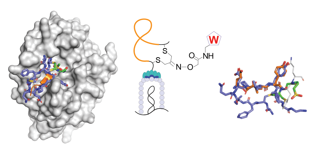 Putting phage to work for covalent inhibitor design