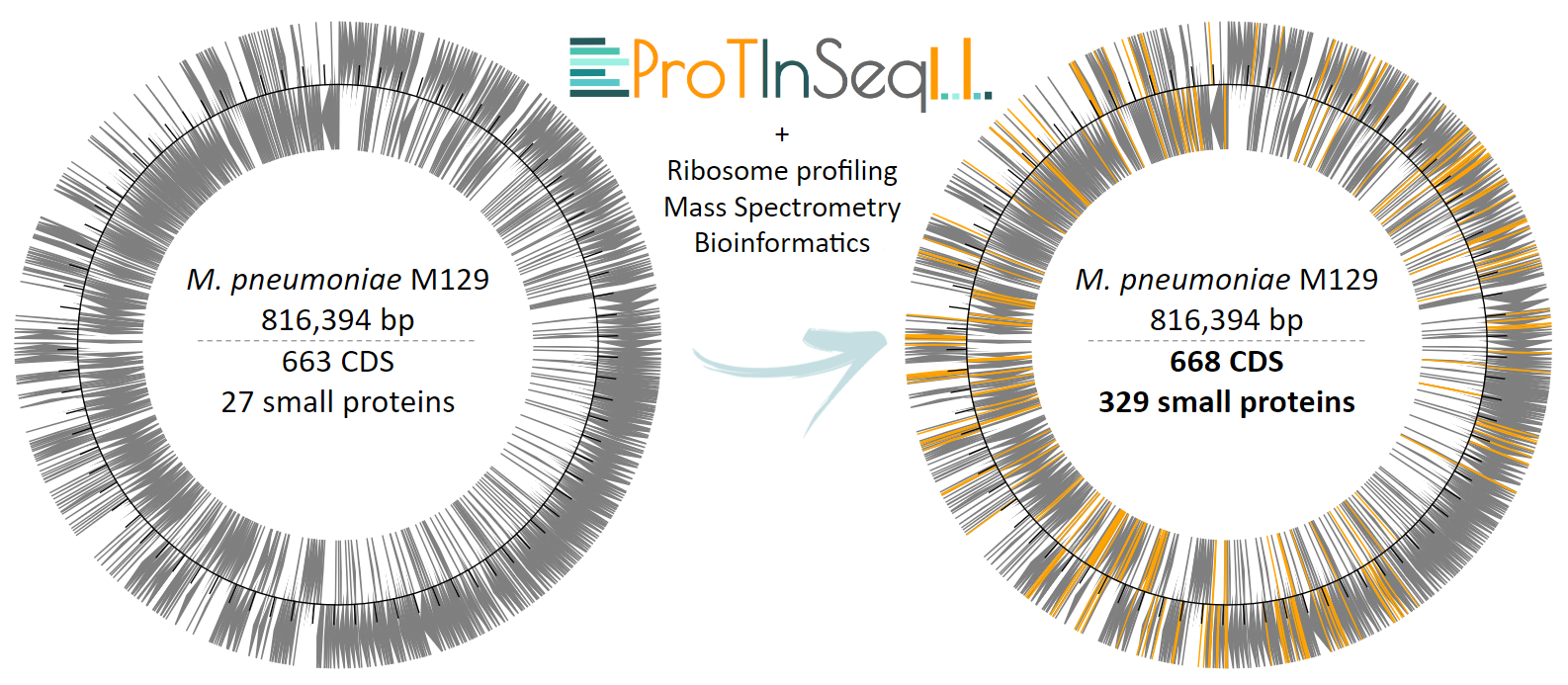 From hundreds to thousands of genes: new advances in identifying small proteins in a minimal cell