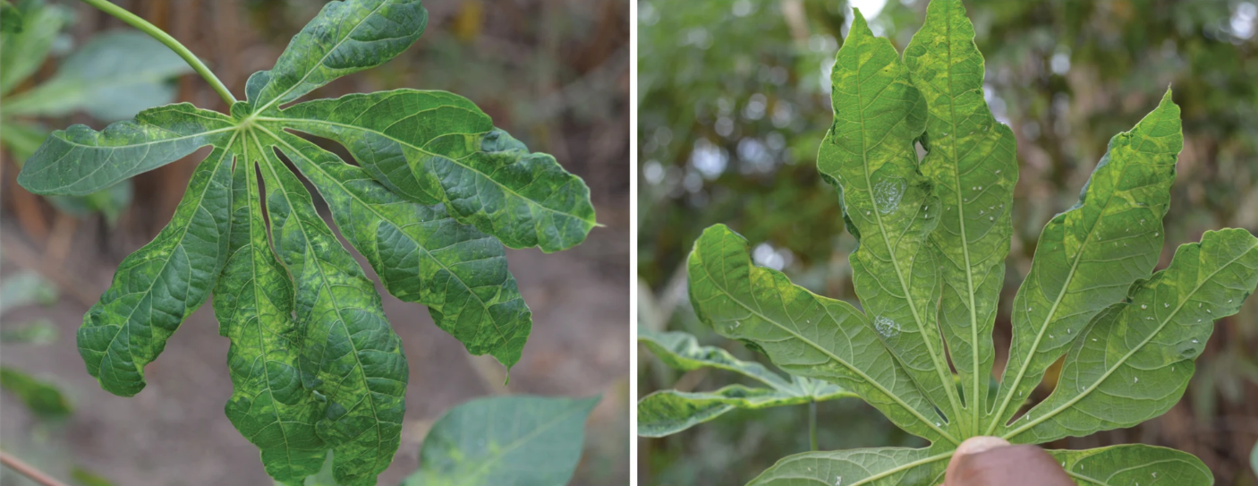 Mapping the Invisible Vectors Behind Cassava Mosaic Disease in Mozambique