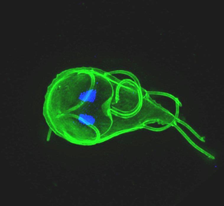 Efficient oral vaccination by bioengineering virus-like particles with protozoan surface proteins