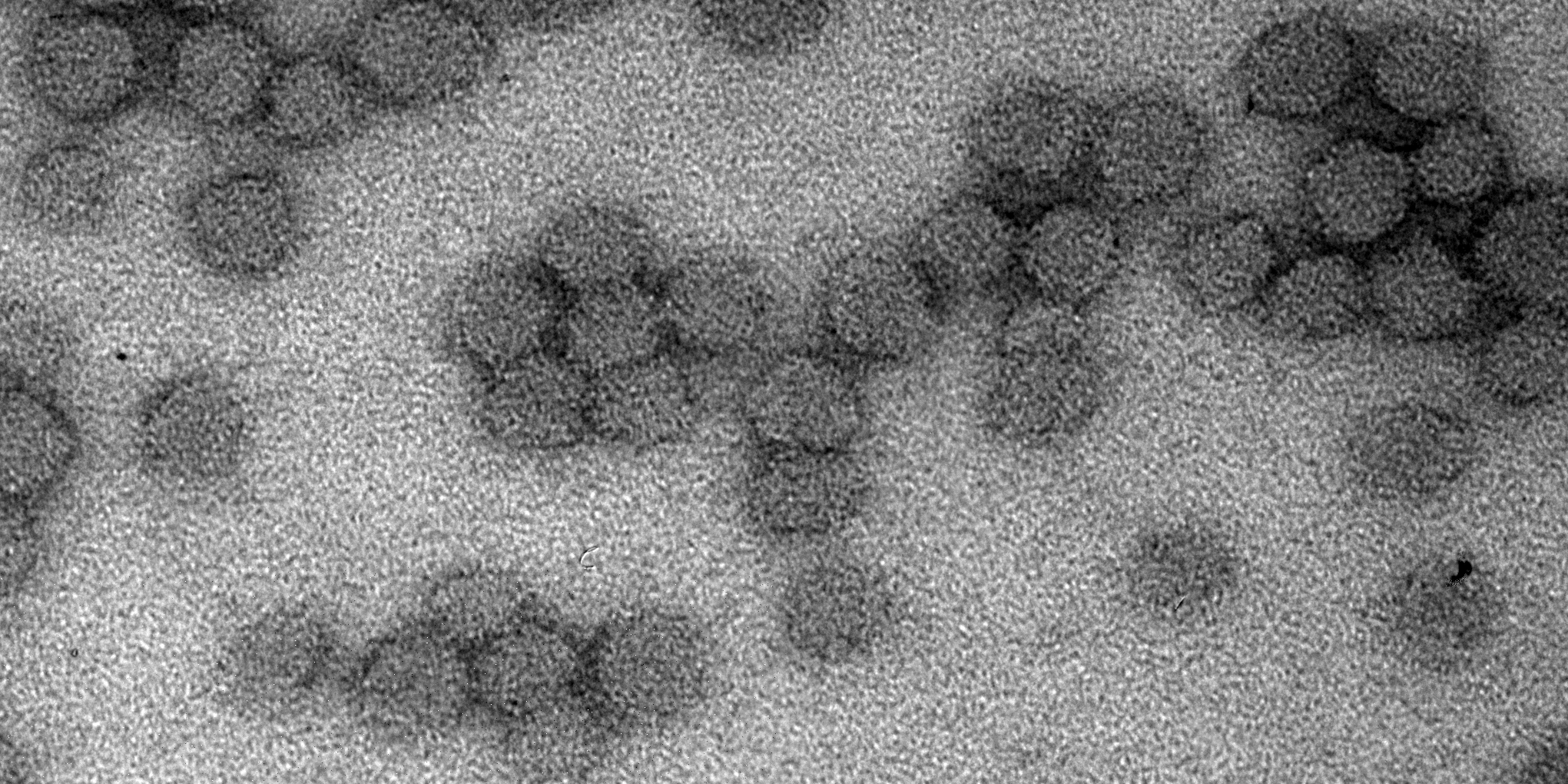 ENTERing cells: Designing protein nanoparticles for delivery of nucleic acids and proteins