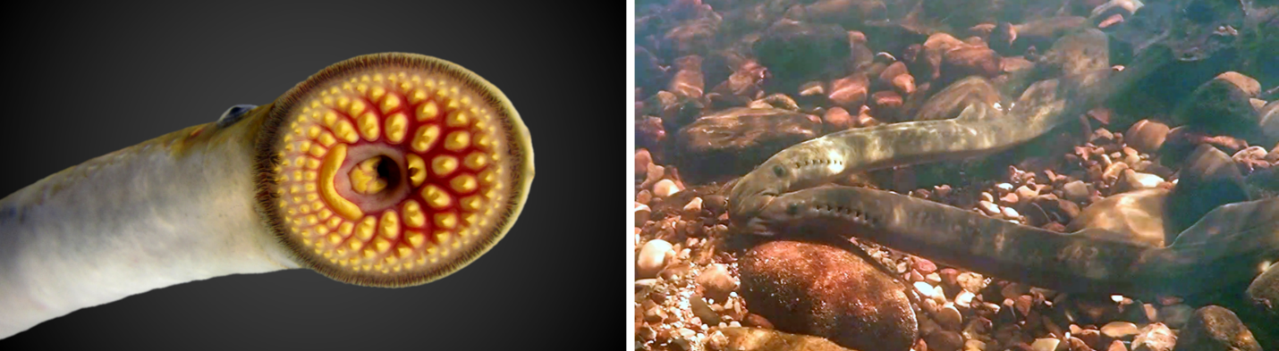 A great leap forward in solving the long-standing mystery of sex determination in lampreys