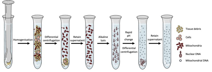 Mito-SiPE: Investigating low-frequency mitochondrial DNA mutations
