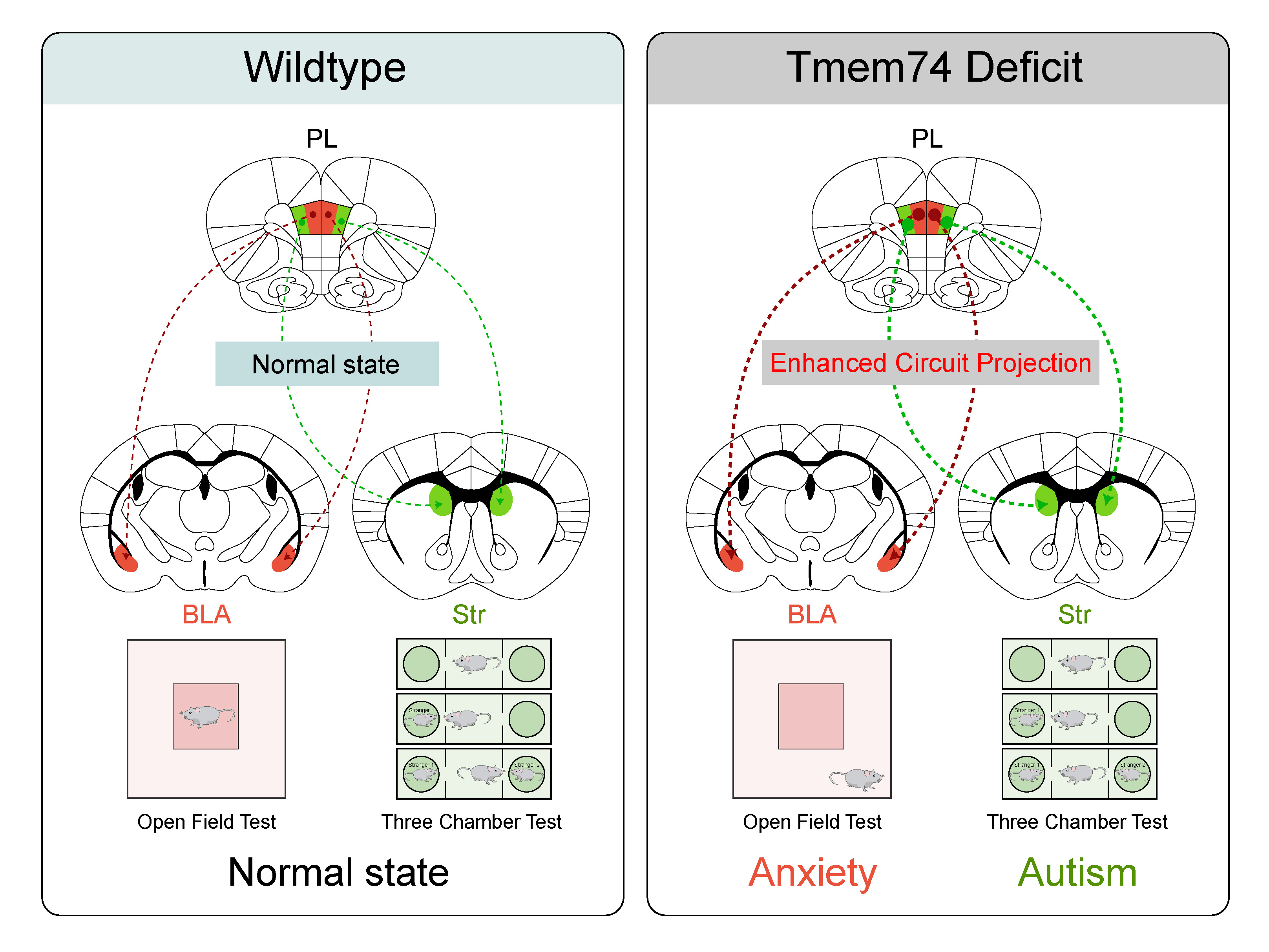 The molecule and circuitry mystery of autism-anxiety comorbidity