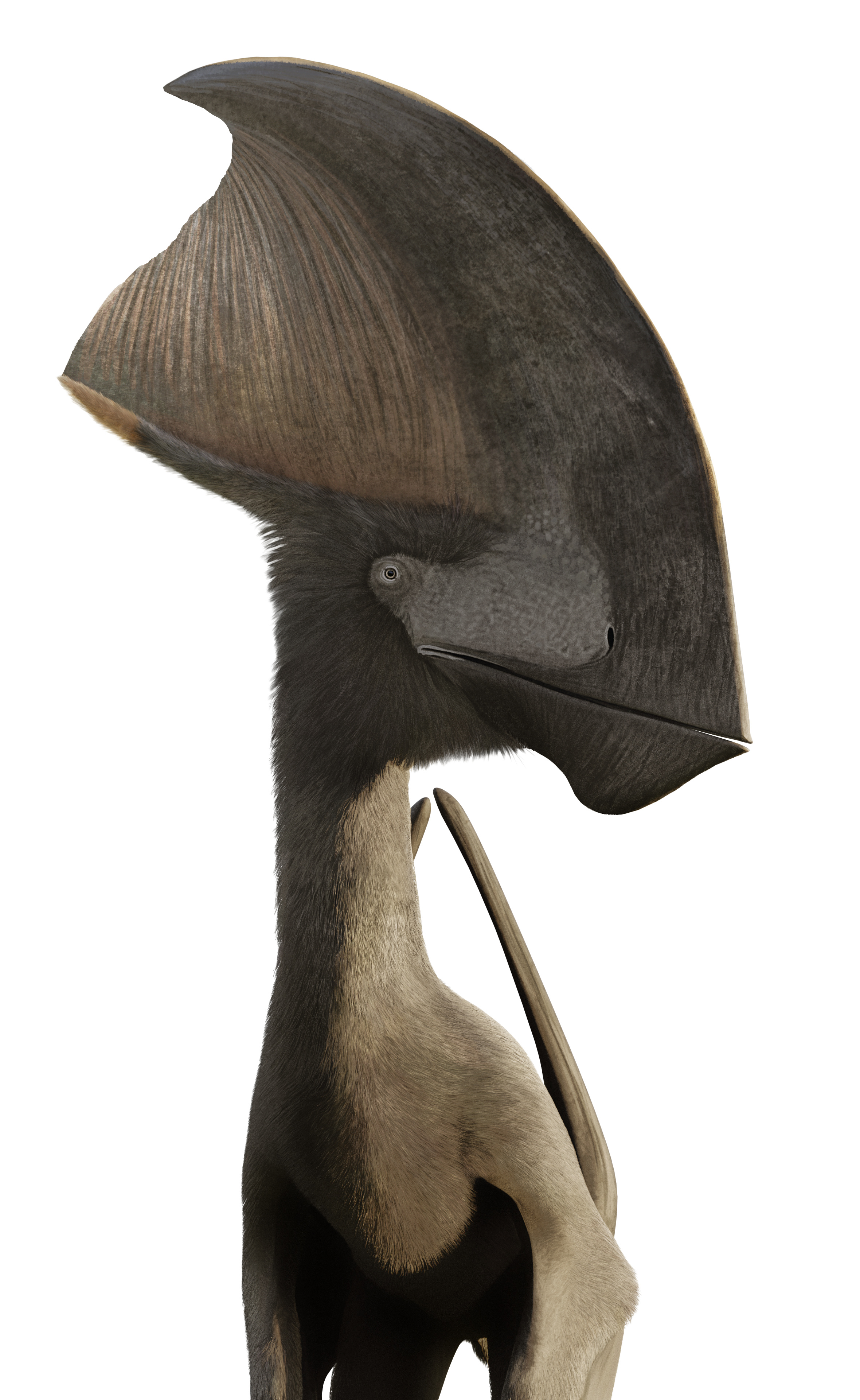 Pterosaurs and the evolution of melanin-based colours in feathers: pterosaurs had feathers and they were coloured!