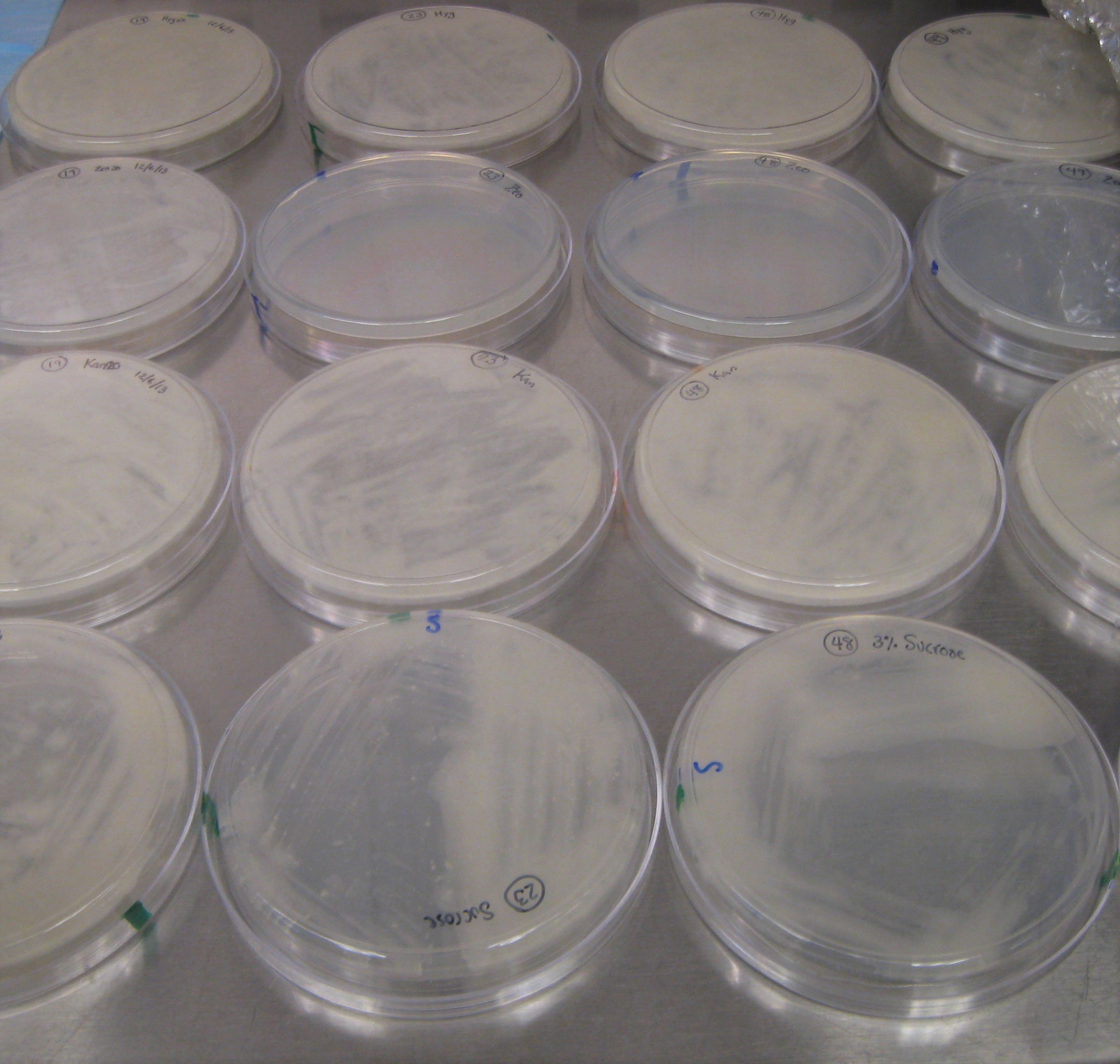 World Tuberculosis Day 2016: Life in BL-3