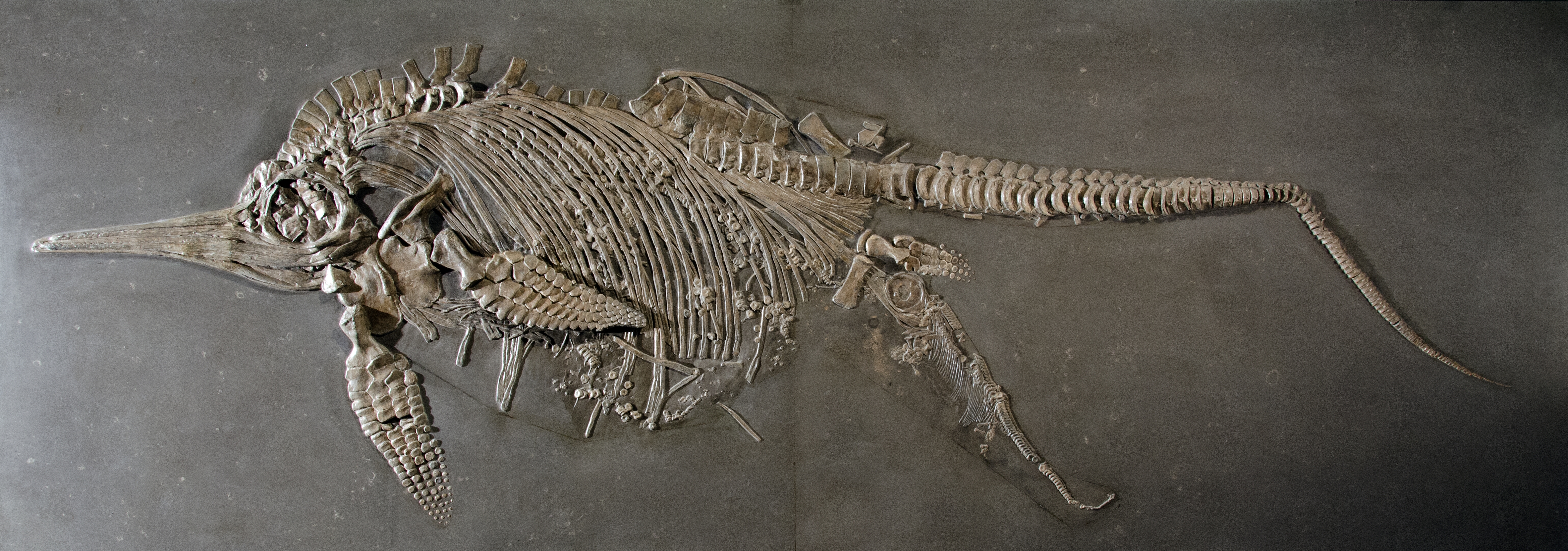 Heads or tails? A new look at birthing strategies of extinct marine reptiles