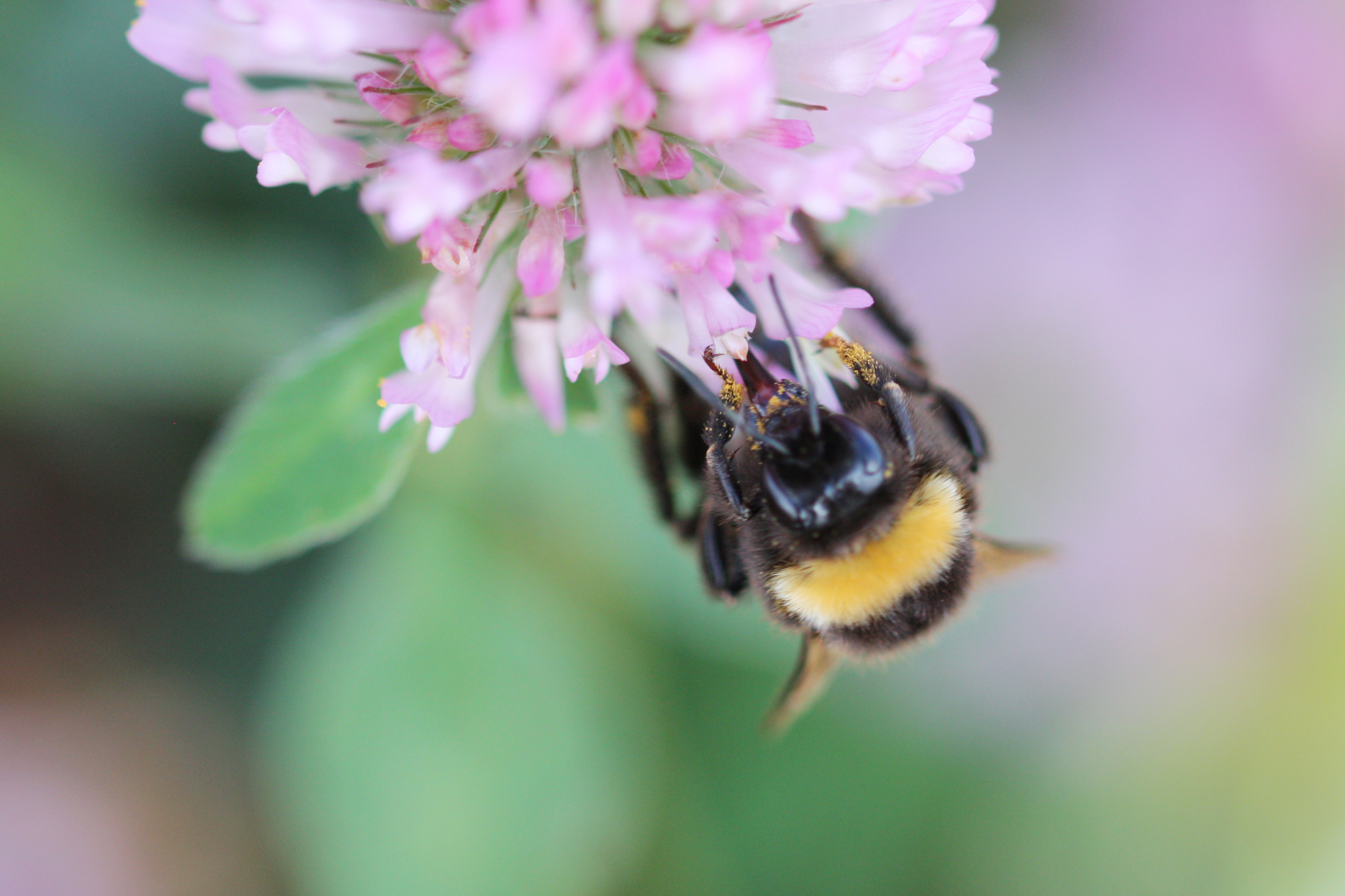 Ecological traits interact with landscape context to determine bees' pesticide risk