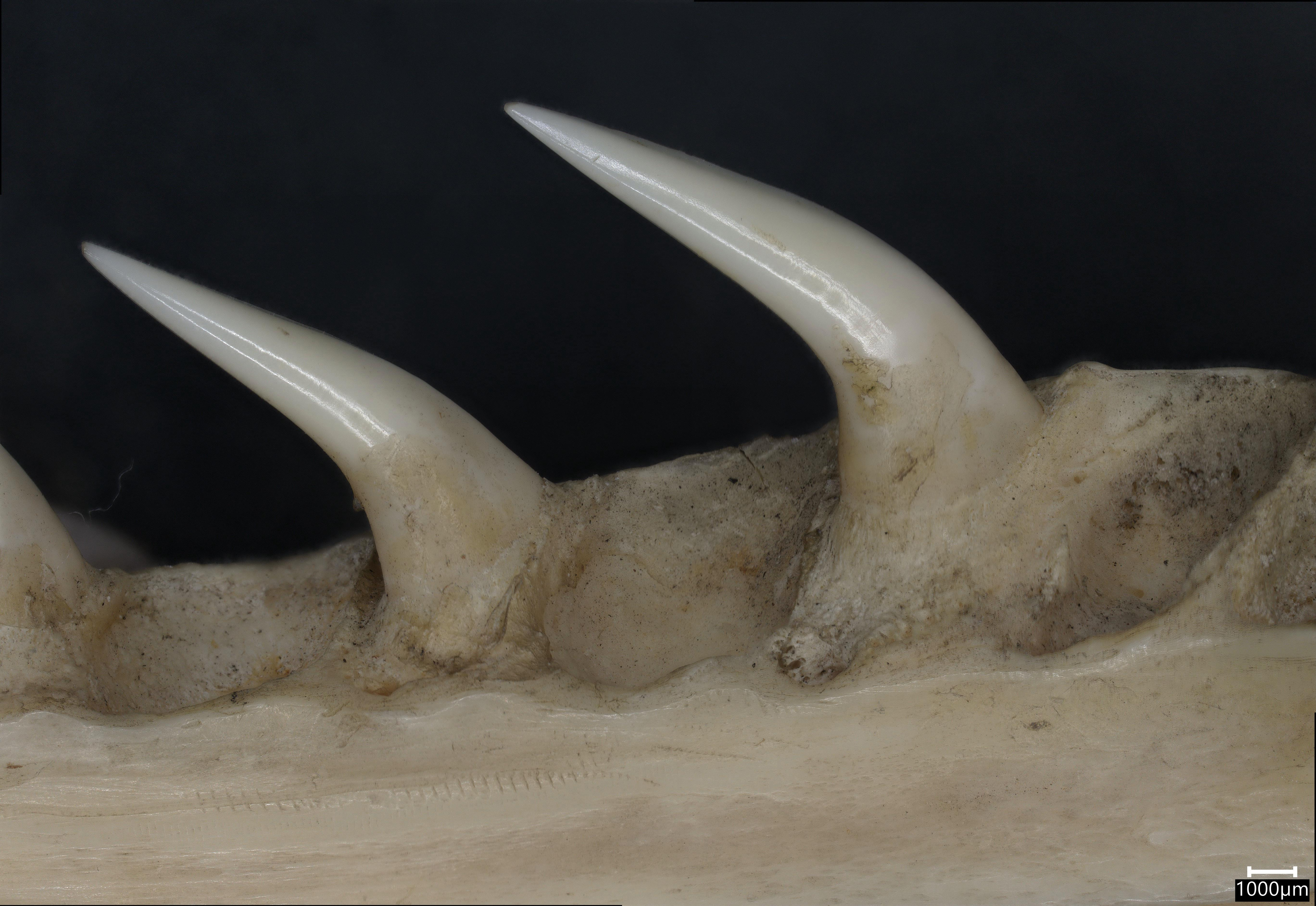 The secrets inside snake teeth