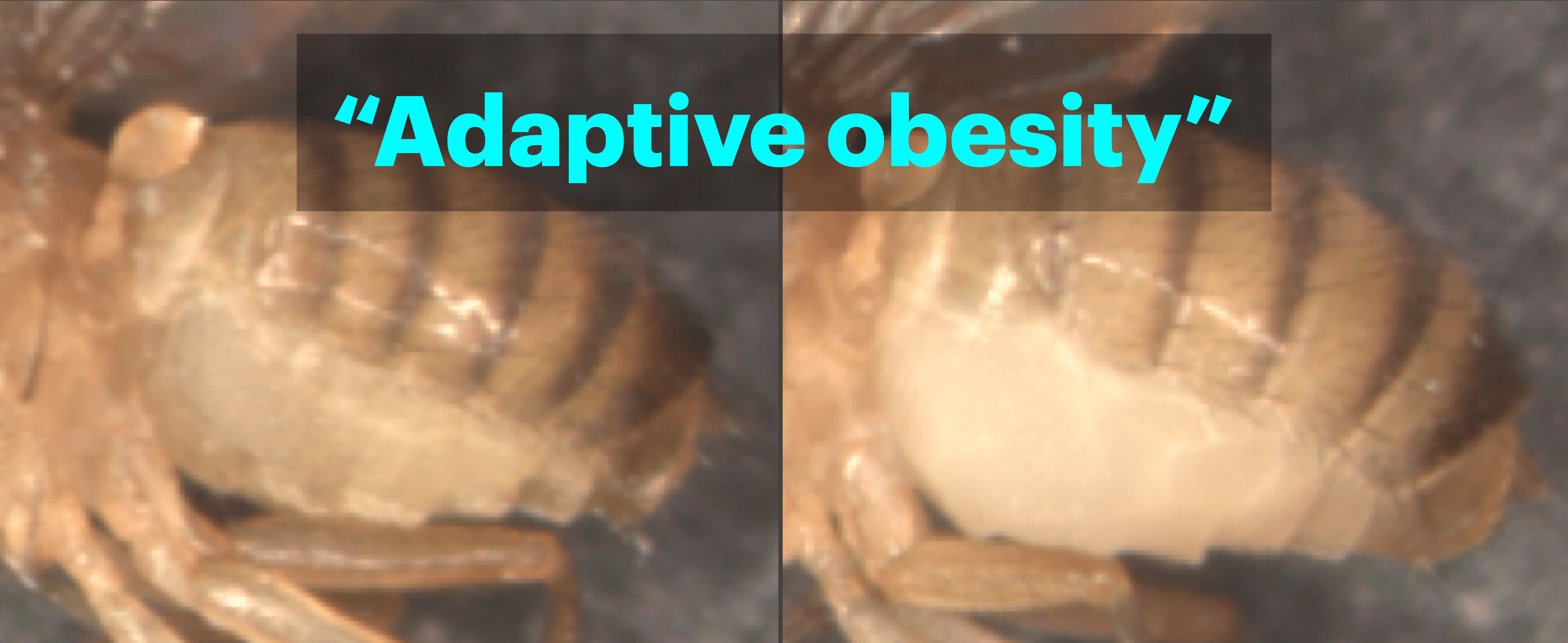 Acquisition of  tolerance to blue light toxicity via microbiome-mediated obesity