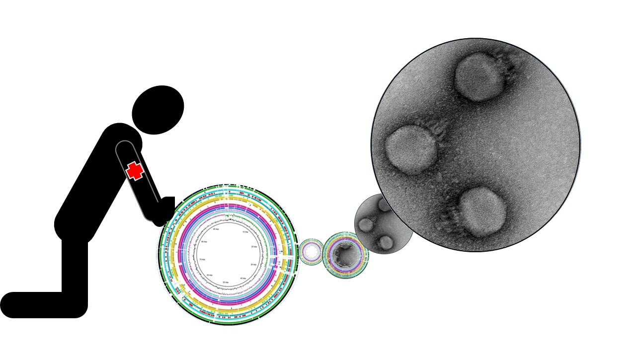 Breathing life into an in silico phage – the crAssphage story