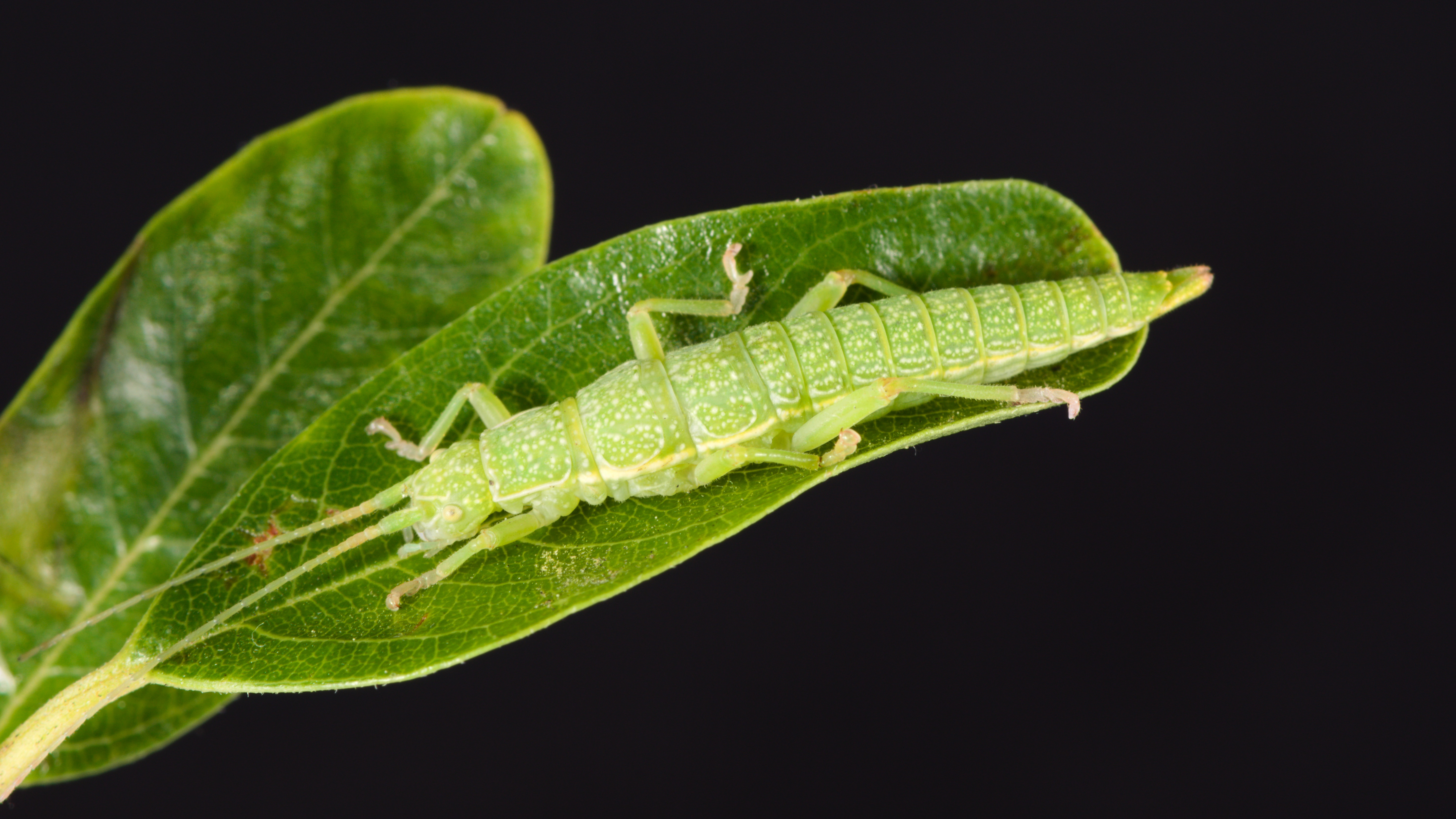 A genotype-phenotype-fitness map for stick insect colour