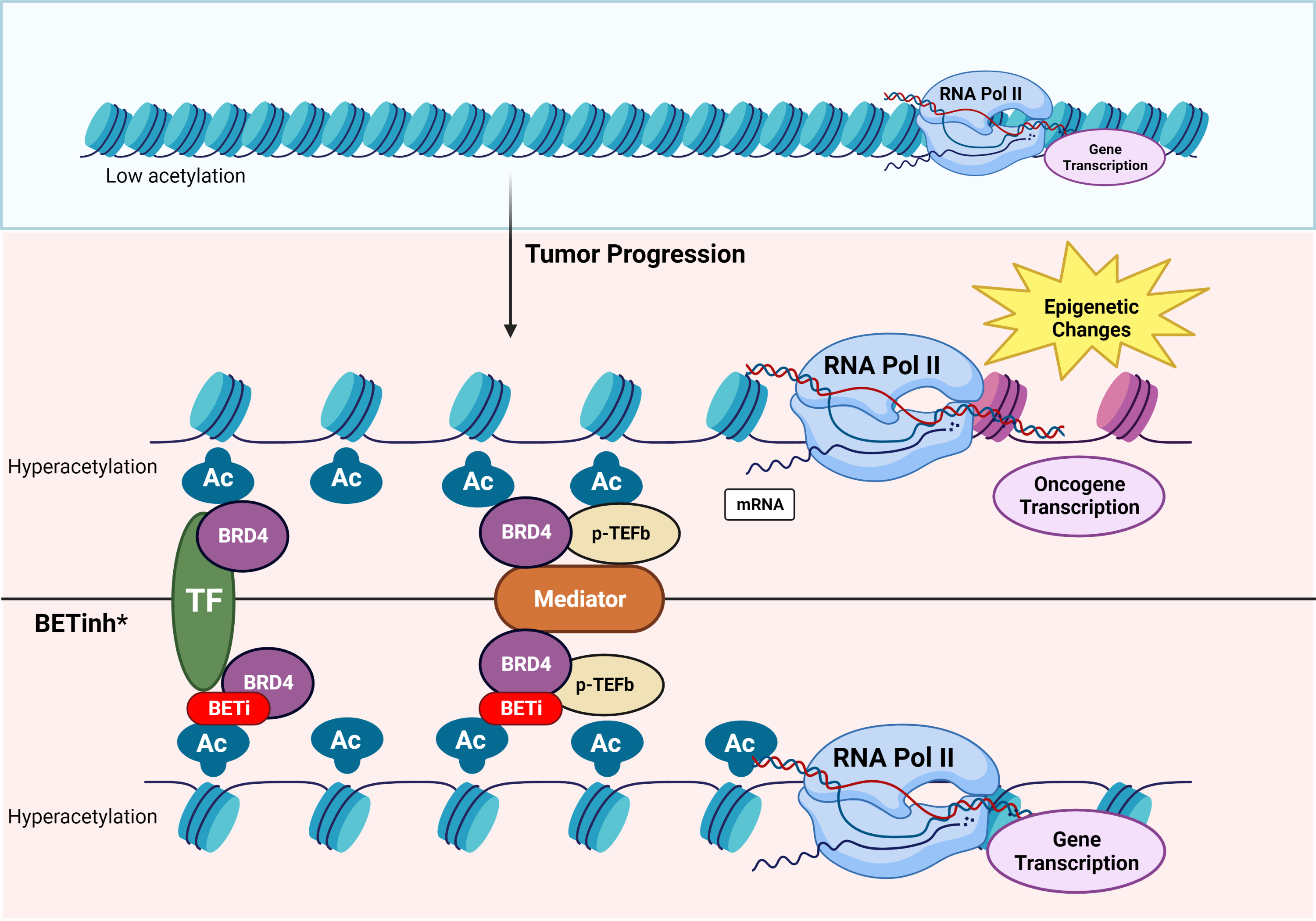 Targeting the bromodomain and extra-terminal domain (BET) proteins in cancer