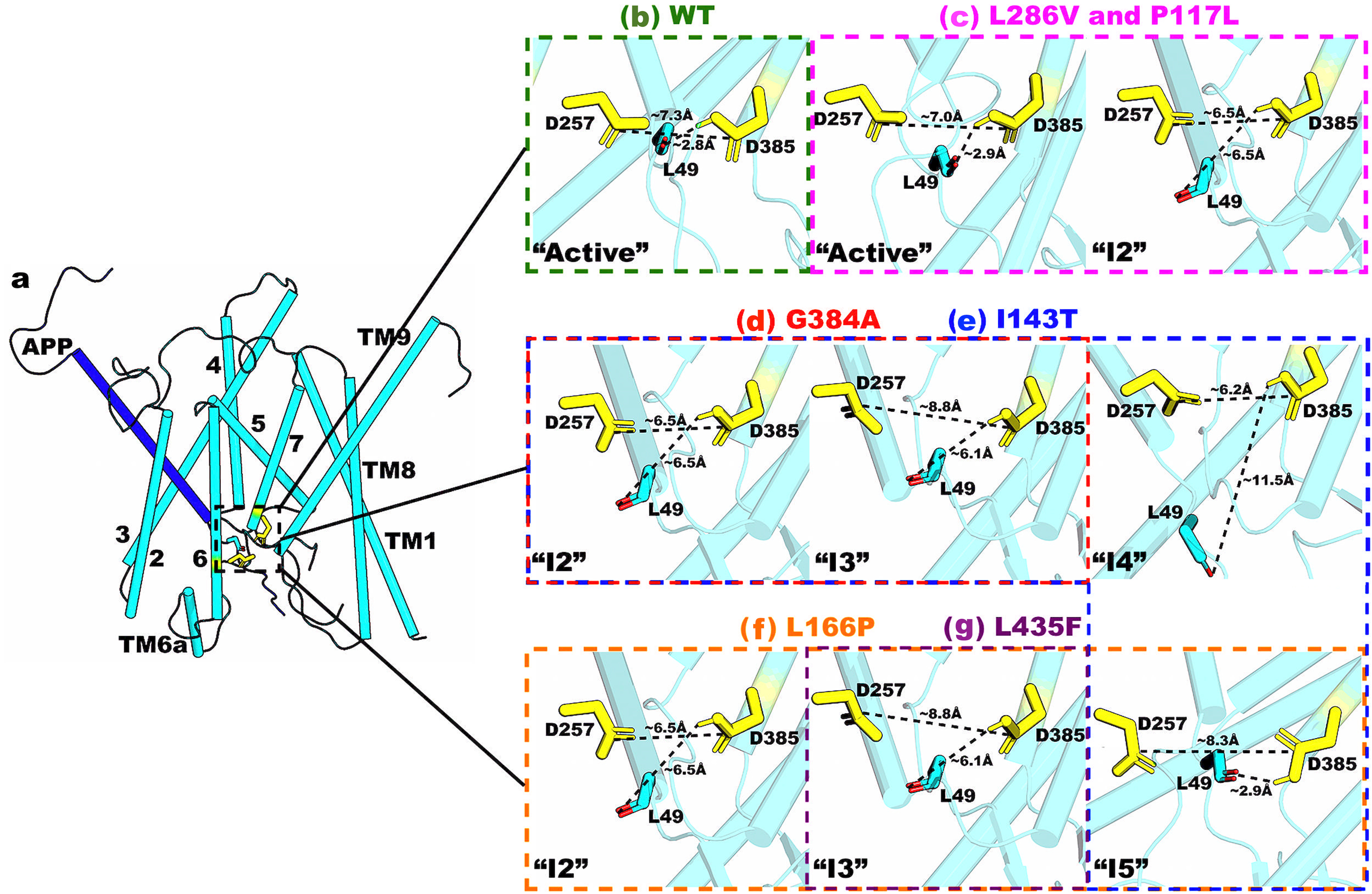 Effects of presenilin-1 familial Alzheimer’s disease mutations on γ-secretase activation for cleavage of amyloid precursor protein