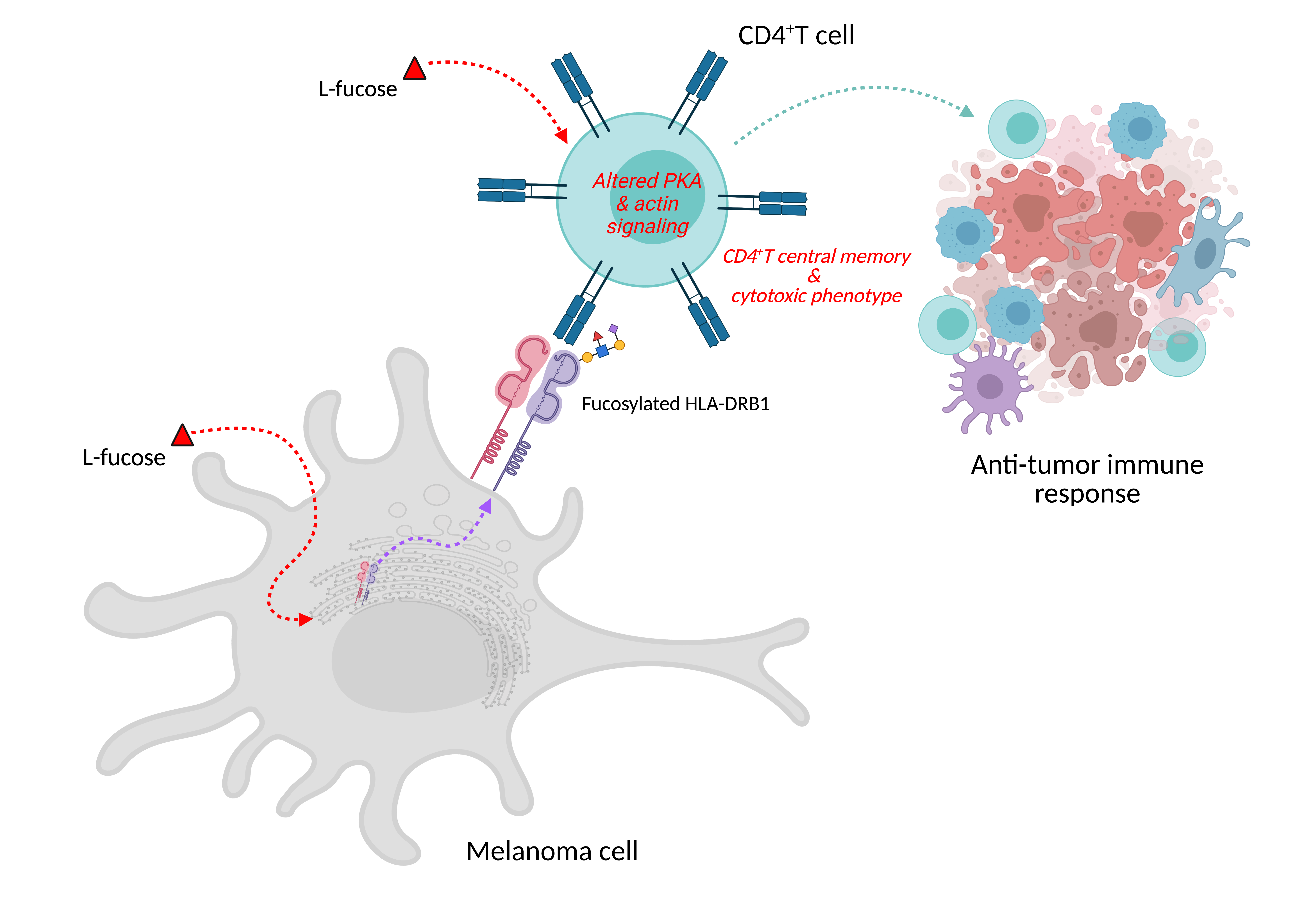 Fucosylation of HLA-DRB1 regulates CD4+ T cell-mediated anti-melanoma immunity and enhances immunotherapy efficacy
