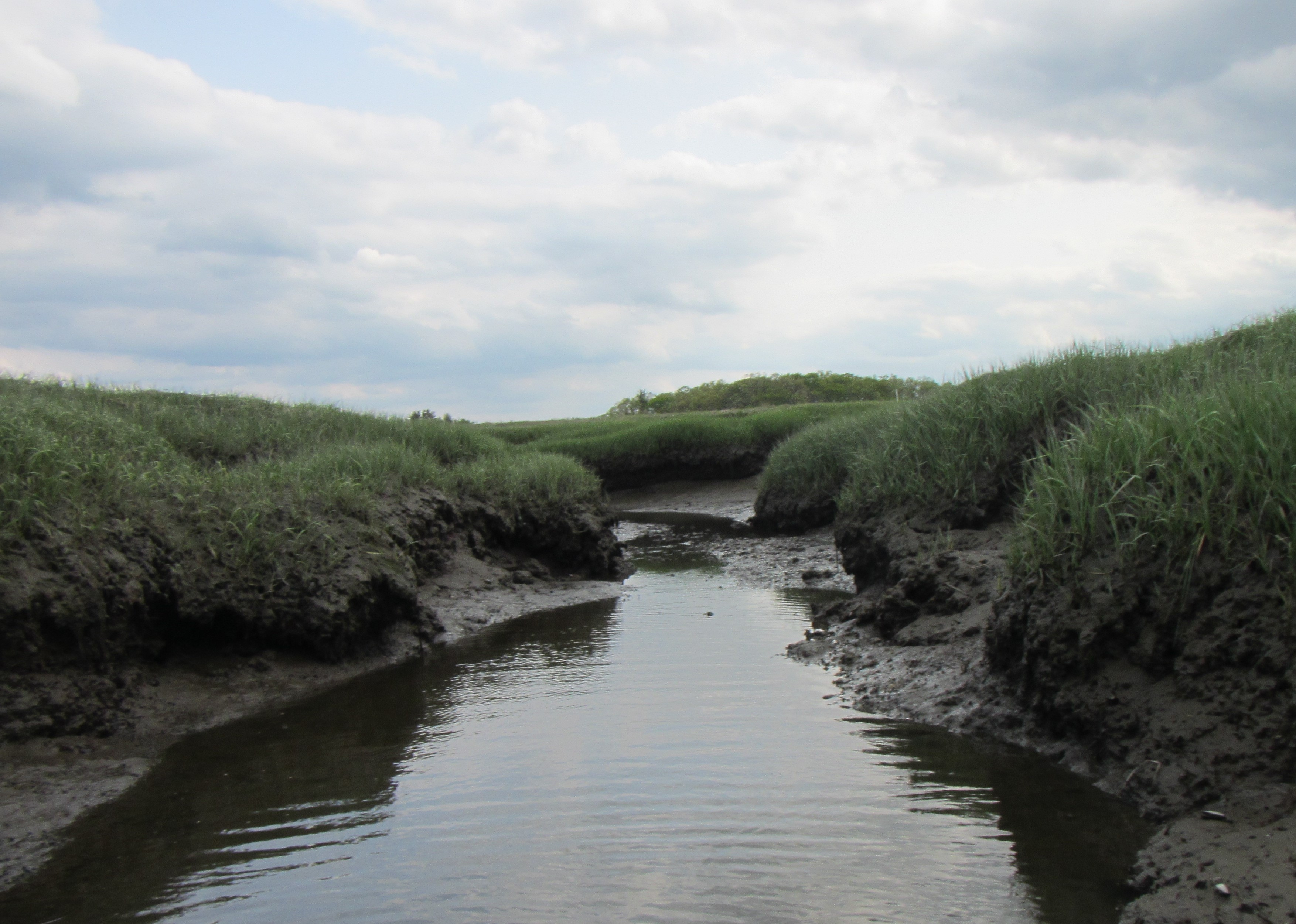 Global change affects soil carbon storage in Blue Carbon ecosystems