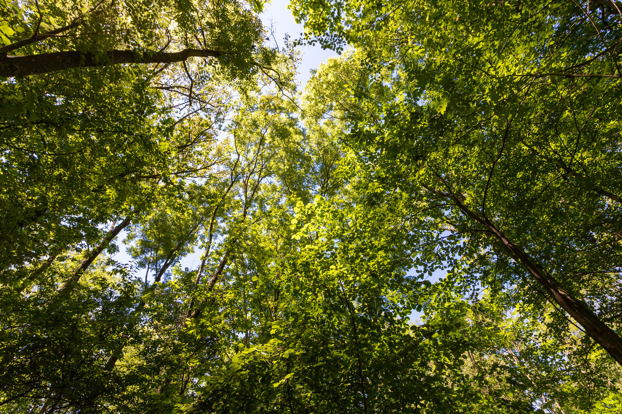 Satellites reveal the effectiveness of Europe's nature conservation policy in enhancing forest structural diversity