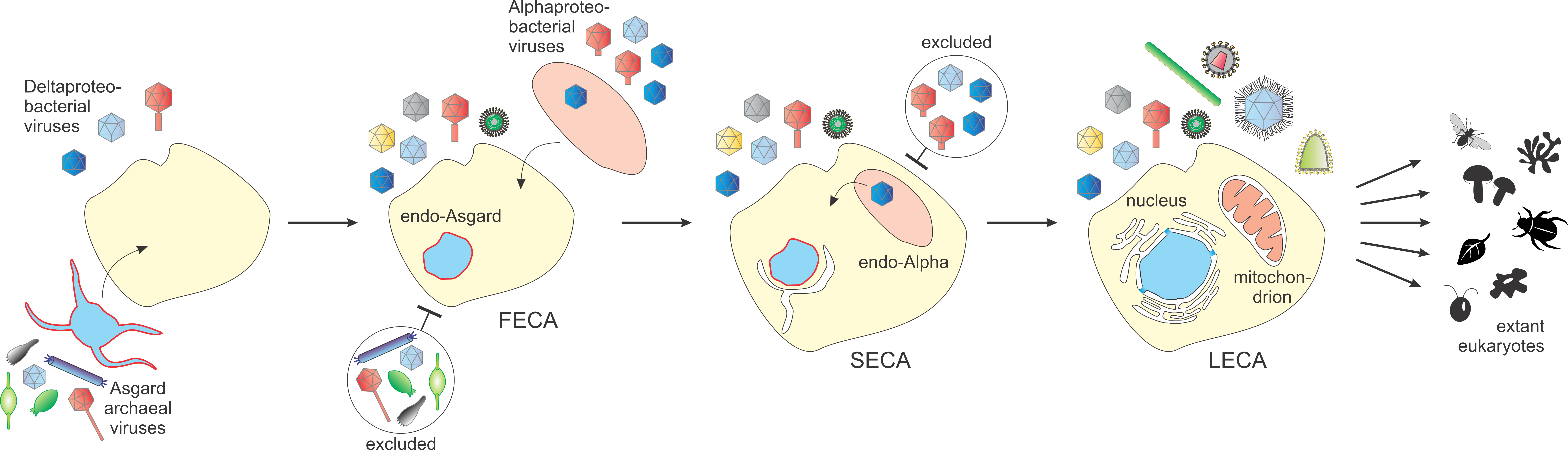 Can viruses provide key information on the evolution of cells?