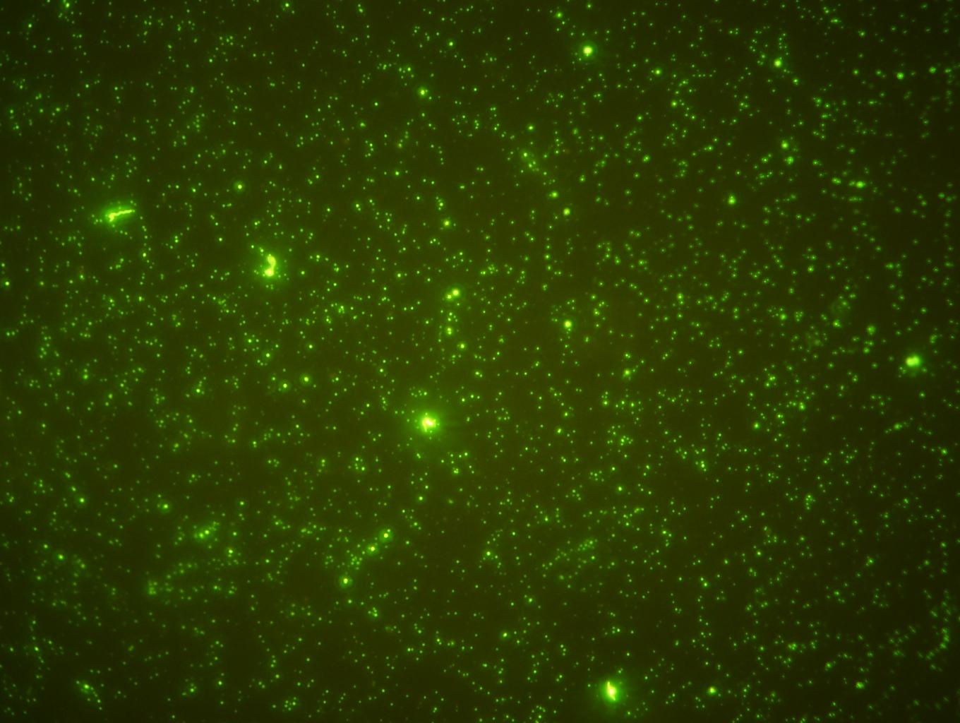 Deep sea viruses: the dark matter in the dark ocean