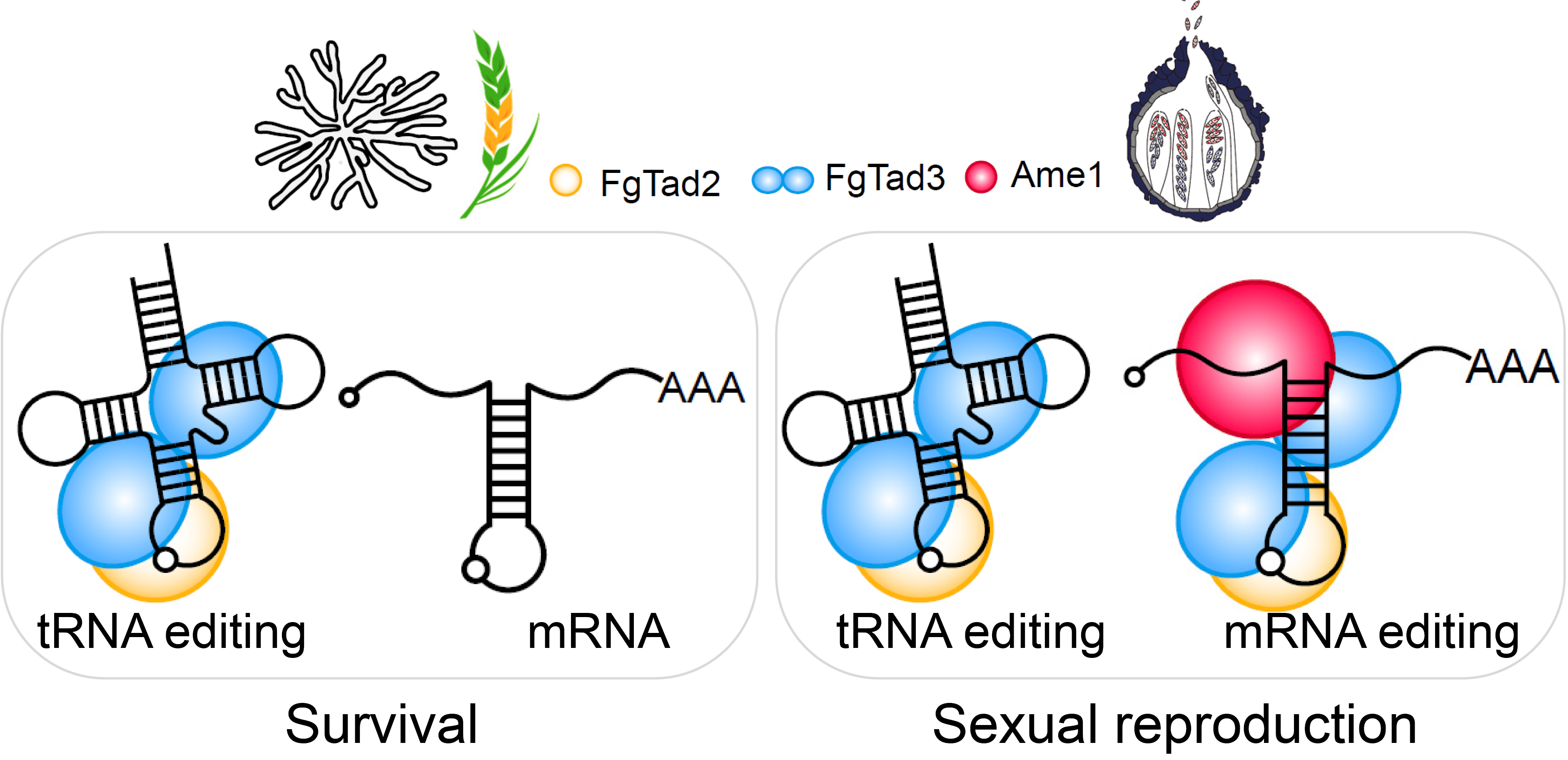 Unveiling the Mystery of Fungal RNA Editing Machinery: A Story of Unexpected Discoveries