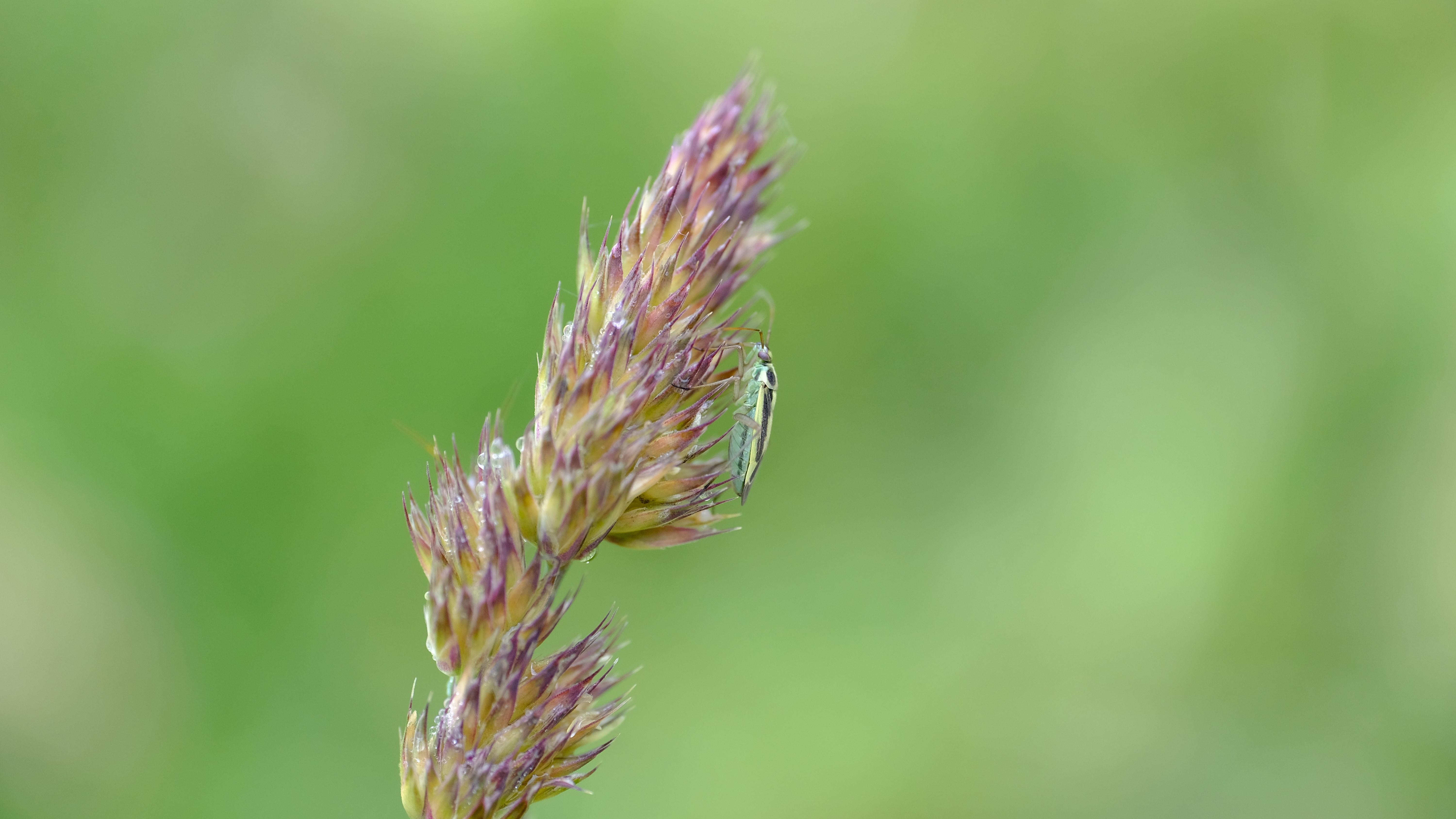 Non-Target Casualties: The Overlooked Impact of Neonicotinoids on Grassland Plant Bugs