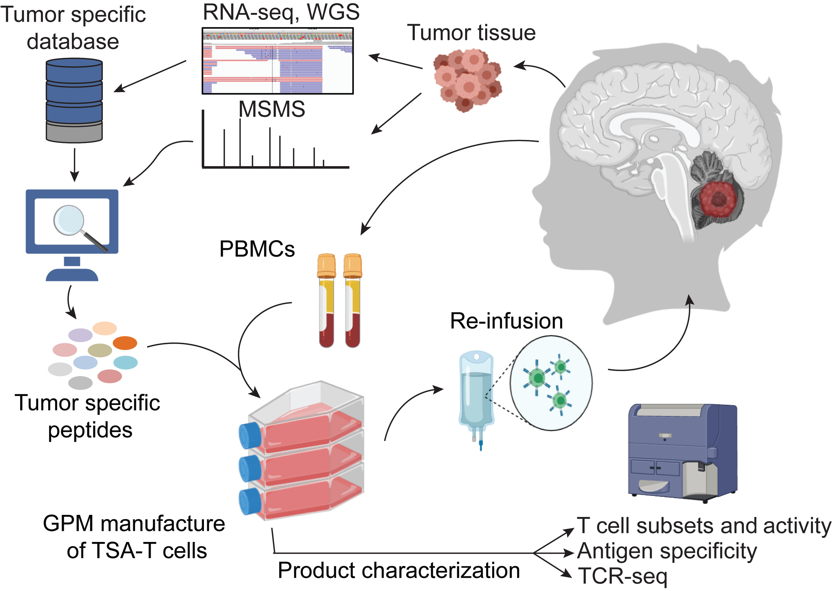 Proteogenomic discovery of neoantigens for personalized T cell immunotherapy in medulloblastoma