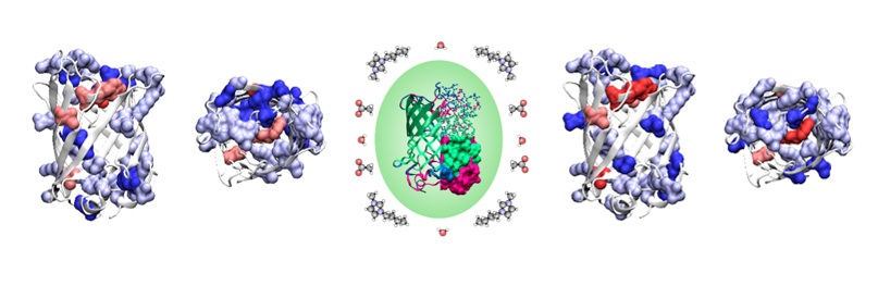 
Deciphering the complexity of ionic liquid-protein interactions
