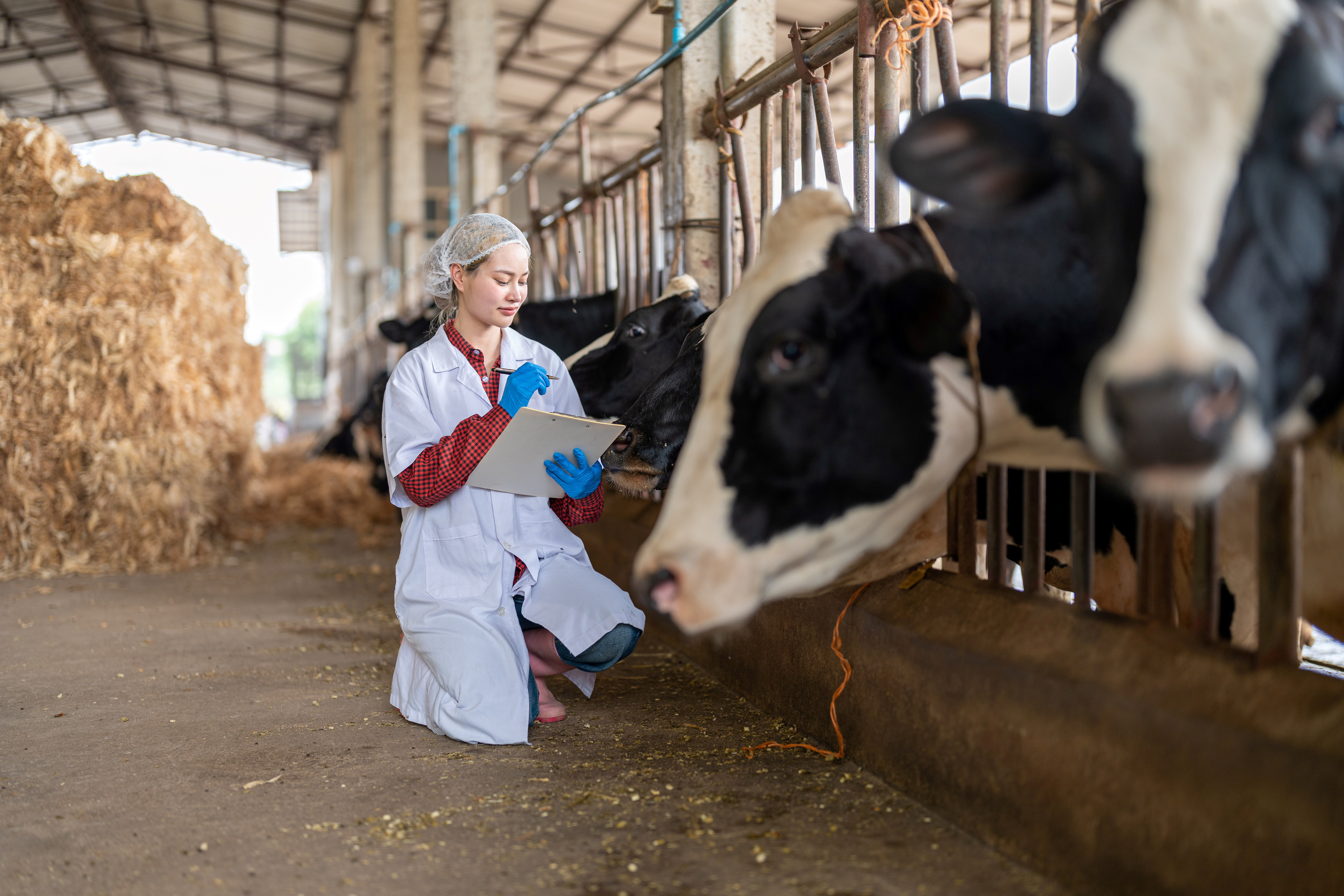 Microbial sensitivity testing in the dairy industry