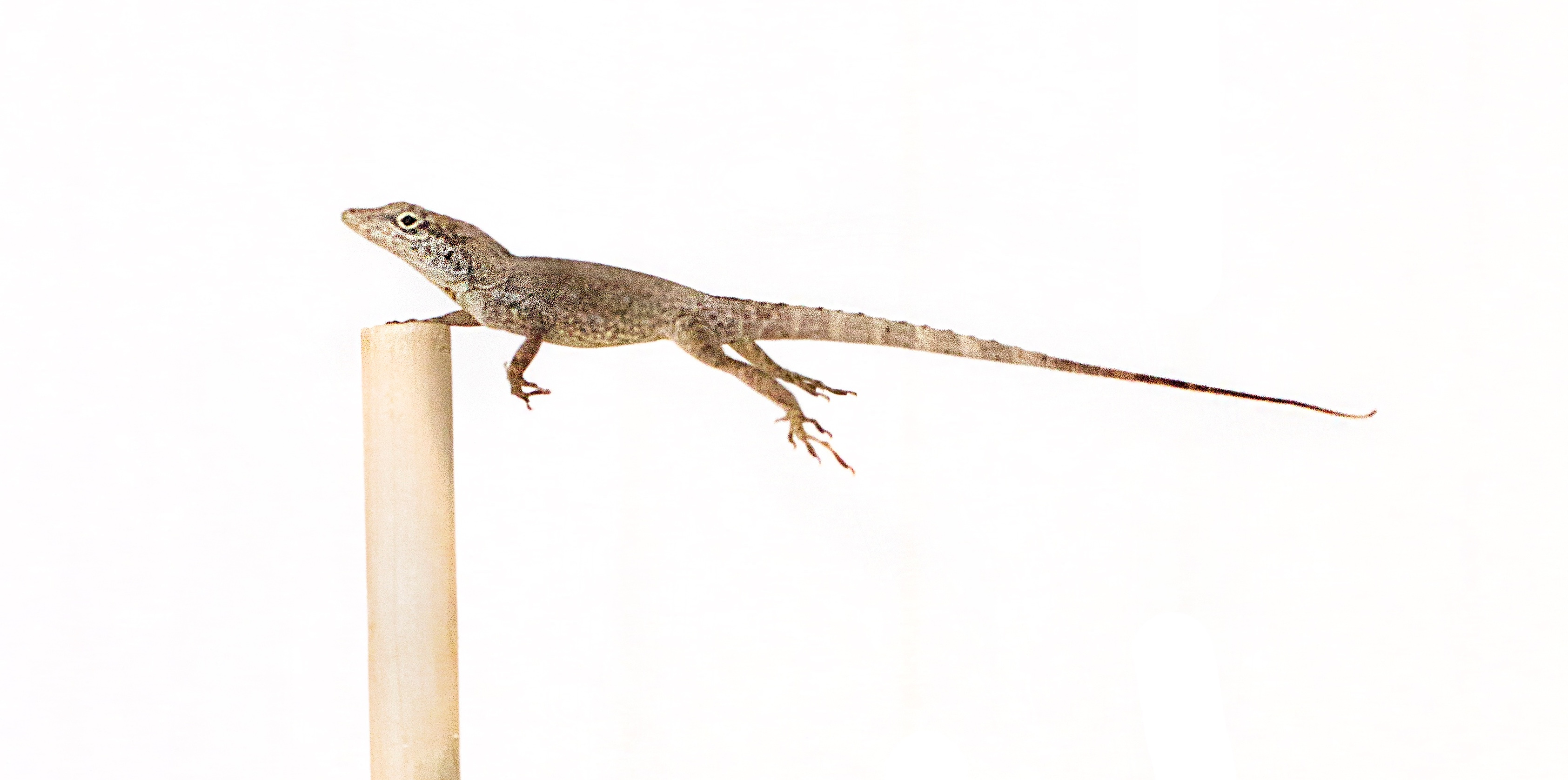 Hurricane-induced selection on the morphology of an island lizard
