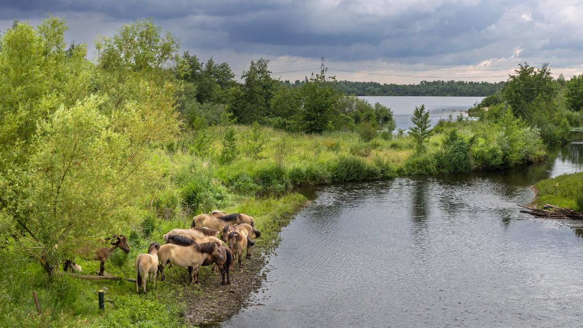Call for papers: Social, economic and governance dimensions of nature-based solutions