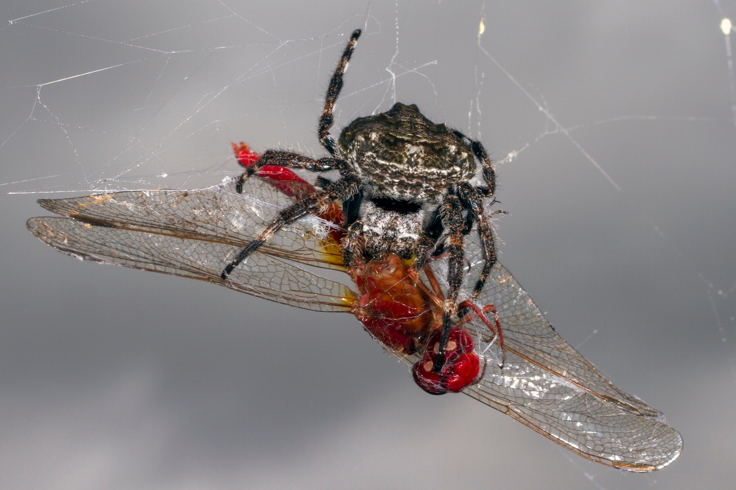 Proteins contributing to extremely tough Darwin’s bark spider silk