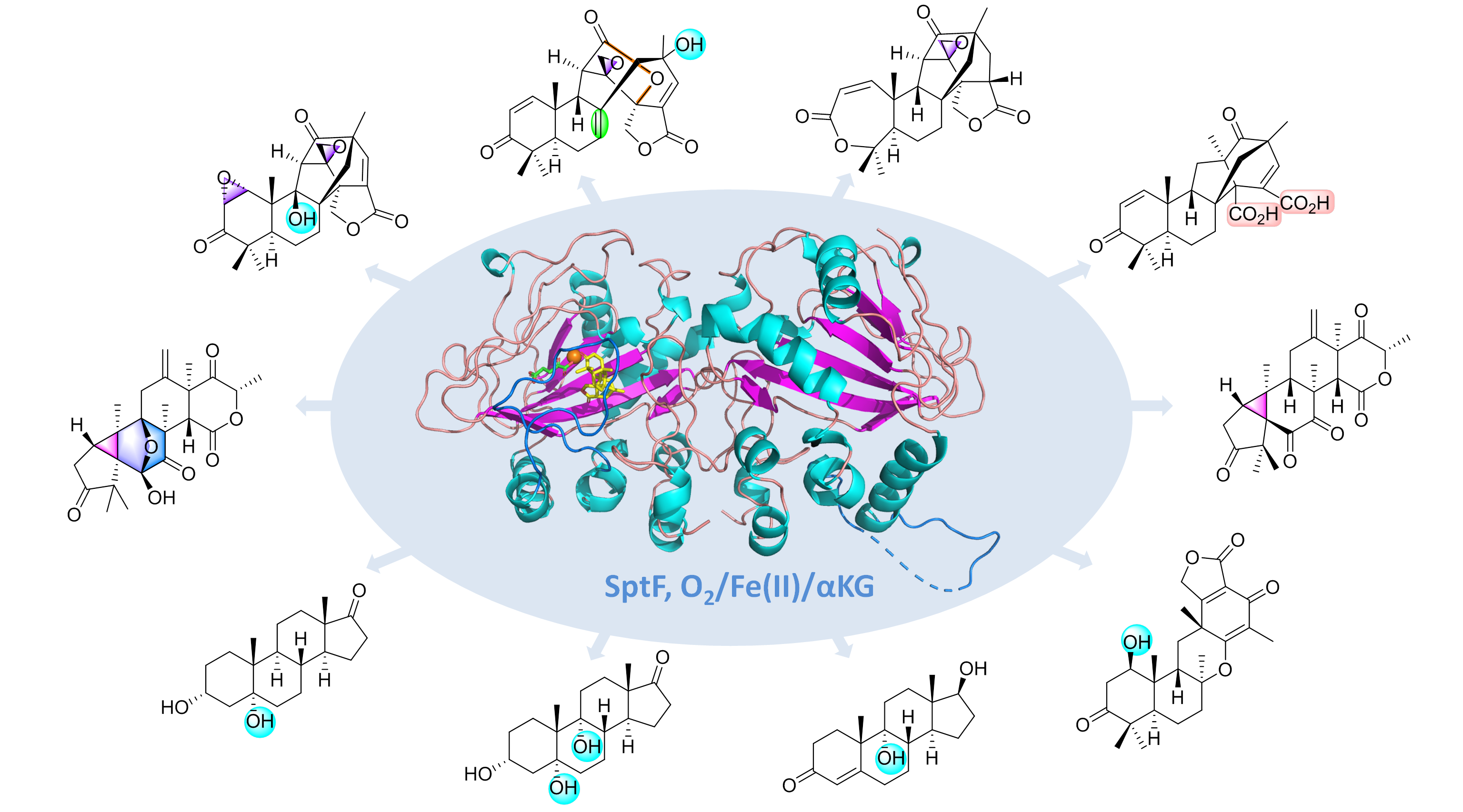 Molecular insights into the unusually promiscuous and catalytically versatile Fe(II)/α-ketoglutarate dependent oxygenase SptF