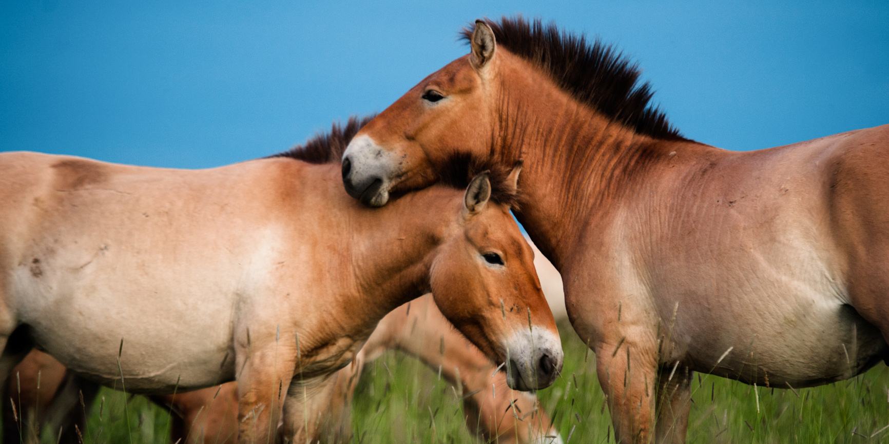 Dynamics of the wild horses’ complex society revealed by drones