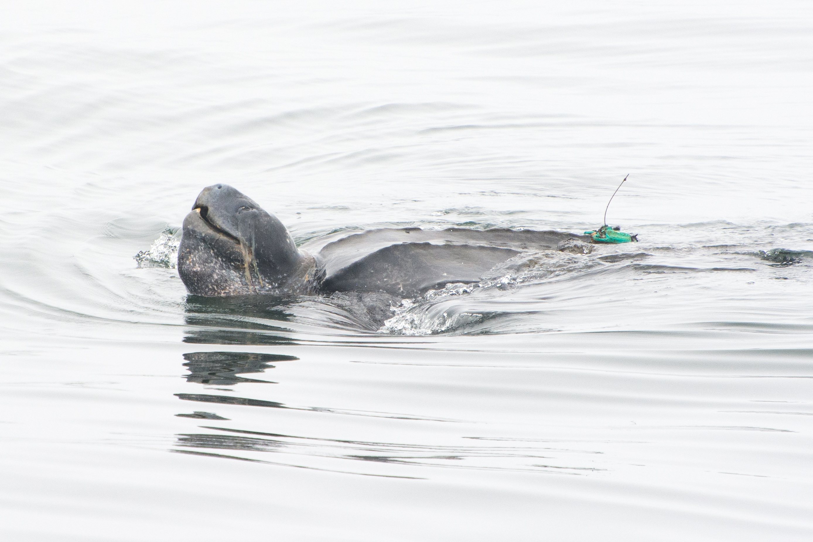 Ocean animals are global citizens