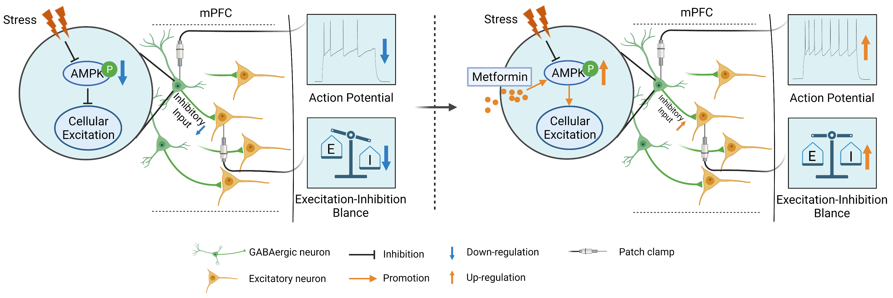 The anxiolytic effect of metformin is mediated by activating AMPK in GABAergic interneurons