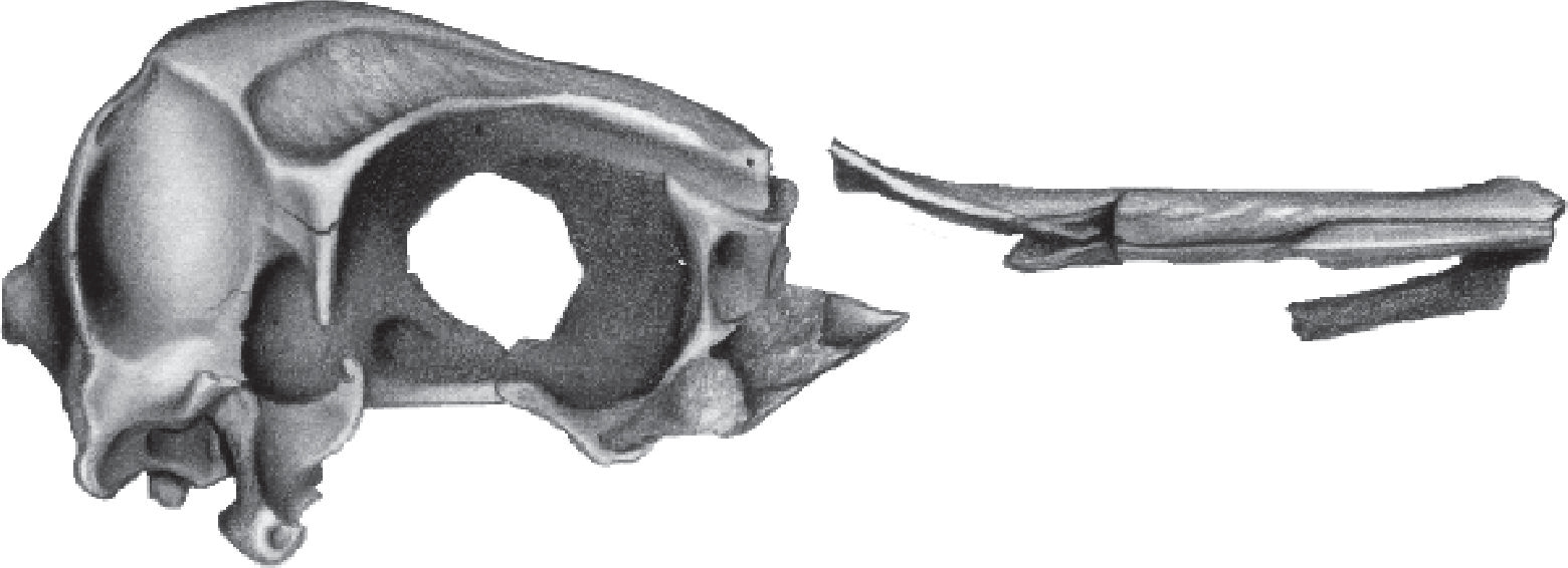 Avian History through the Fossil Record