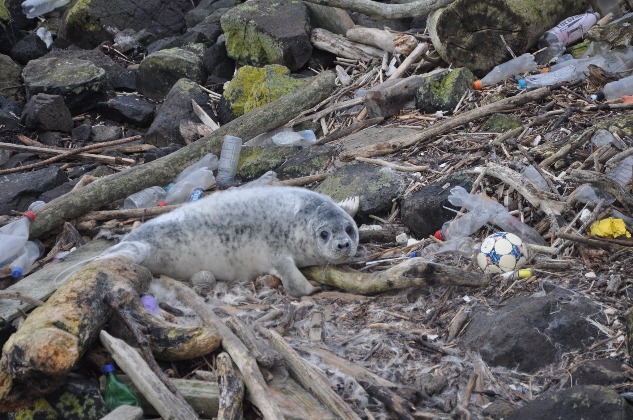 Using Satellites to Detect Plastic Patches Floating in Coastal Waters