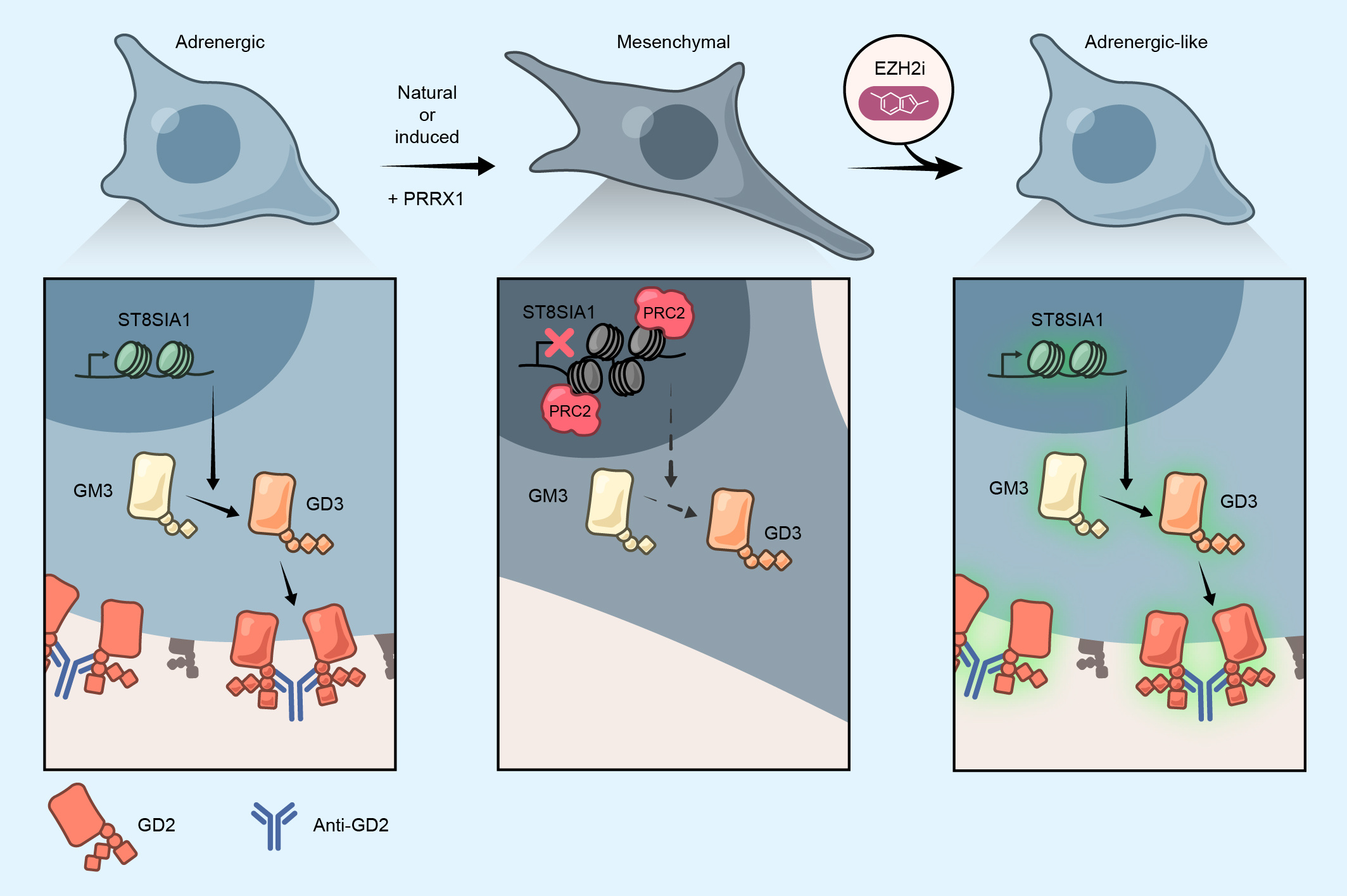 Transition to a mesenchymal state in neuroblastoma confers resistance to anti-GD2 antibody via reduced expression of ST8SIA1